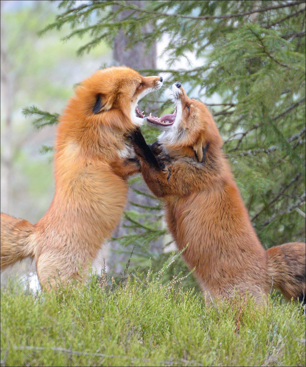 Beispielinhalt (Bild) Das verborgene Leben der Füchse