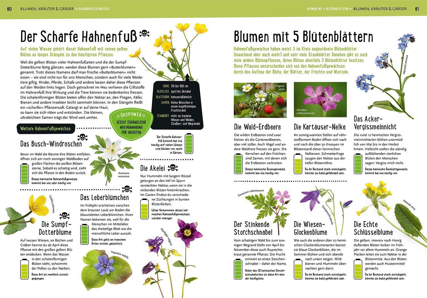 Beispielinhalt (Bild) Mein Kosmos-Buch Natur