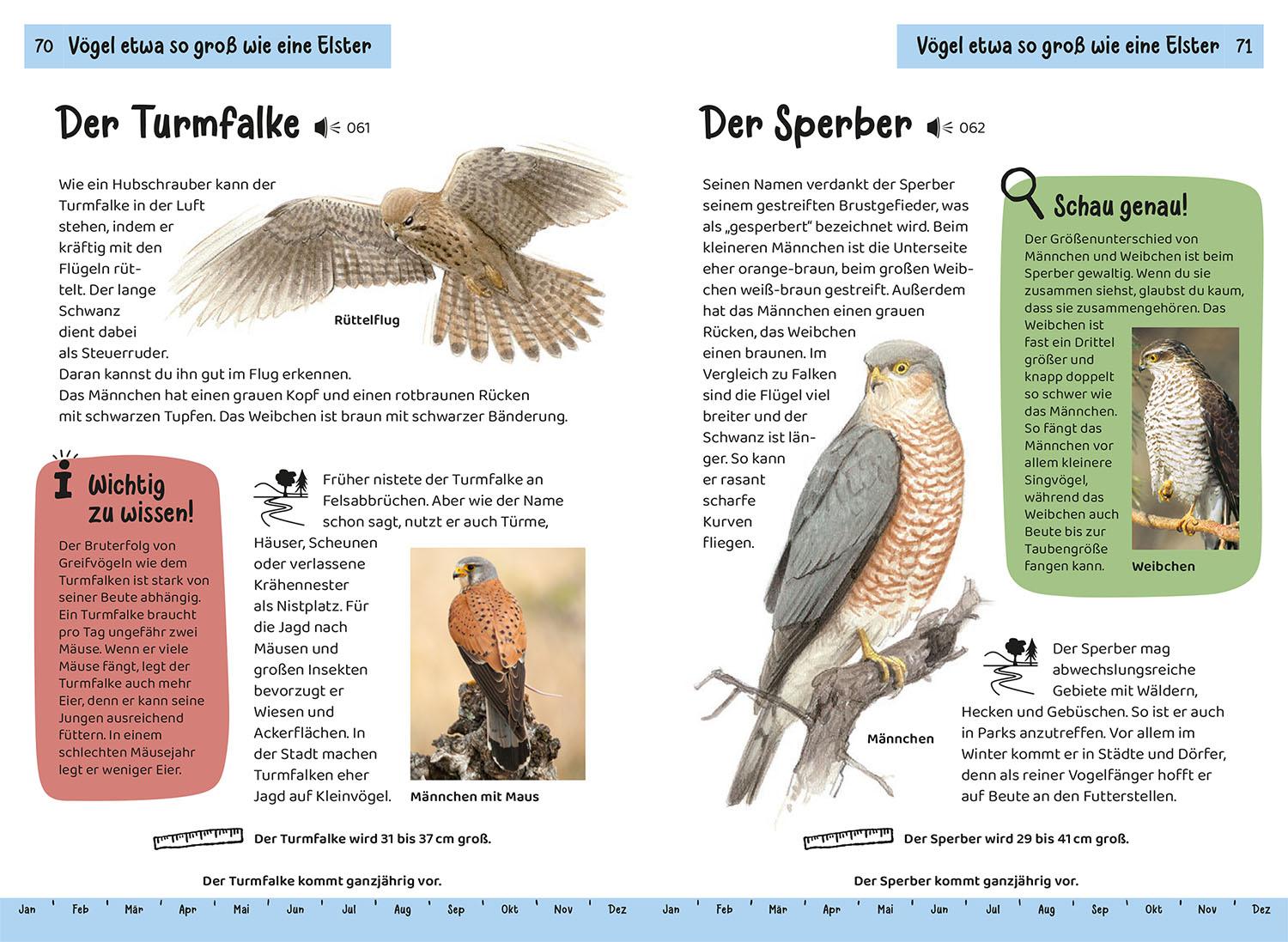 Beispielinhalt (Bild) Welcher Gartenvogel ist das? Kindernaturführer