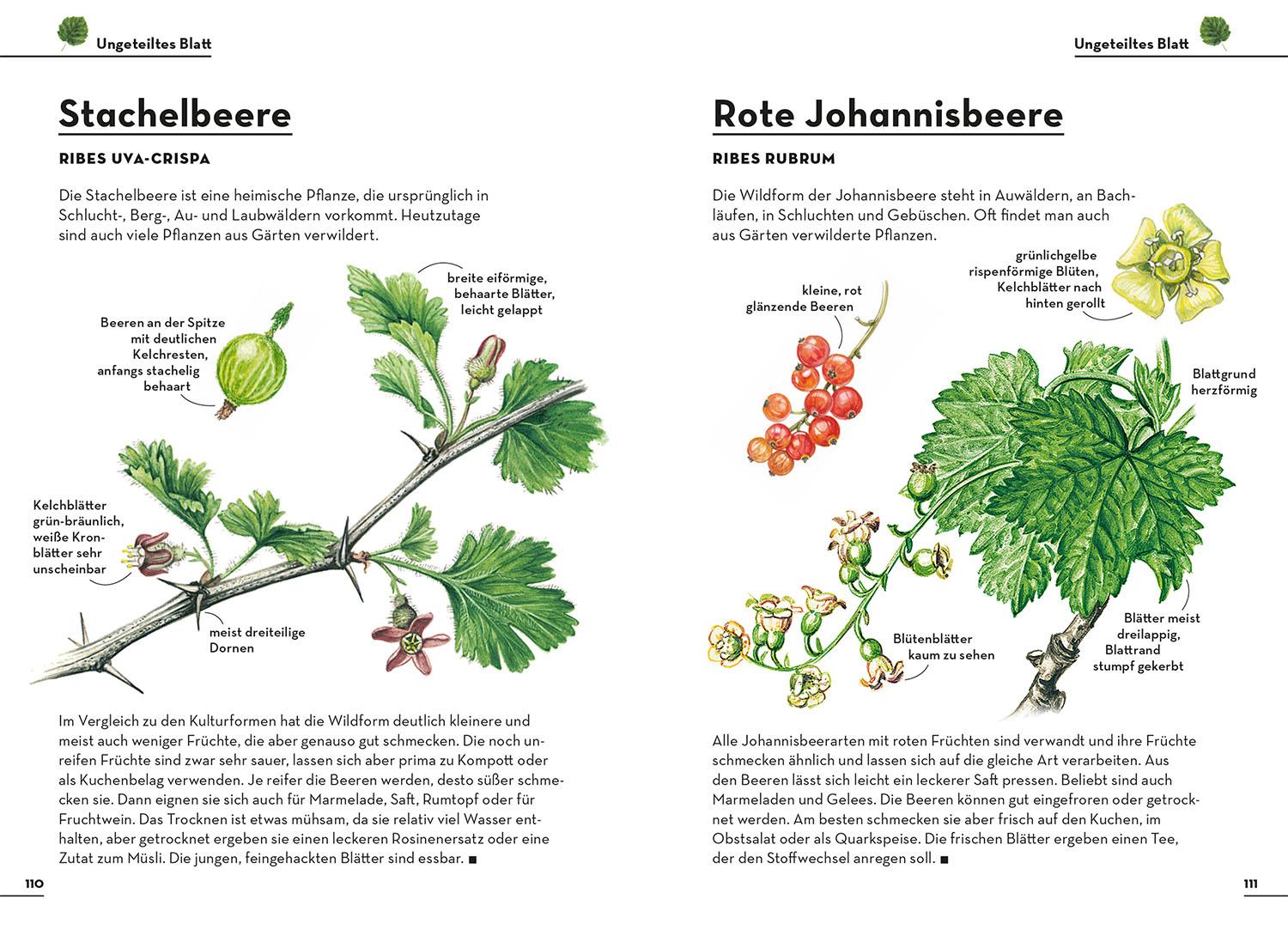 Beispielinhalt (Bild) Einfach Essbar
