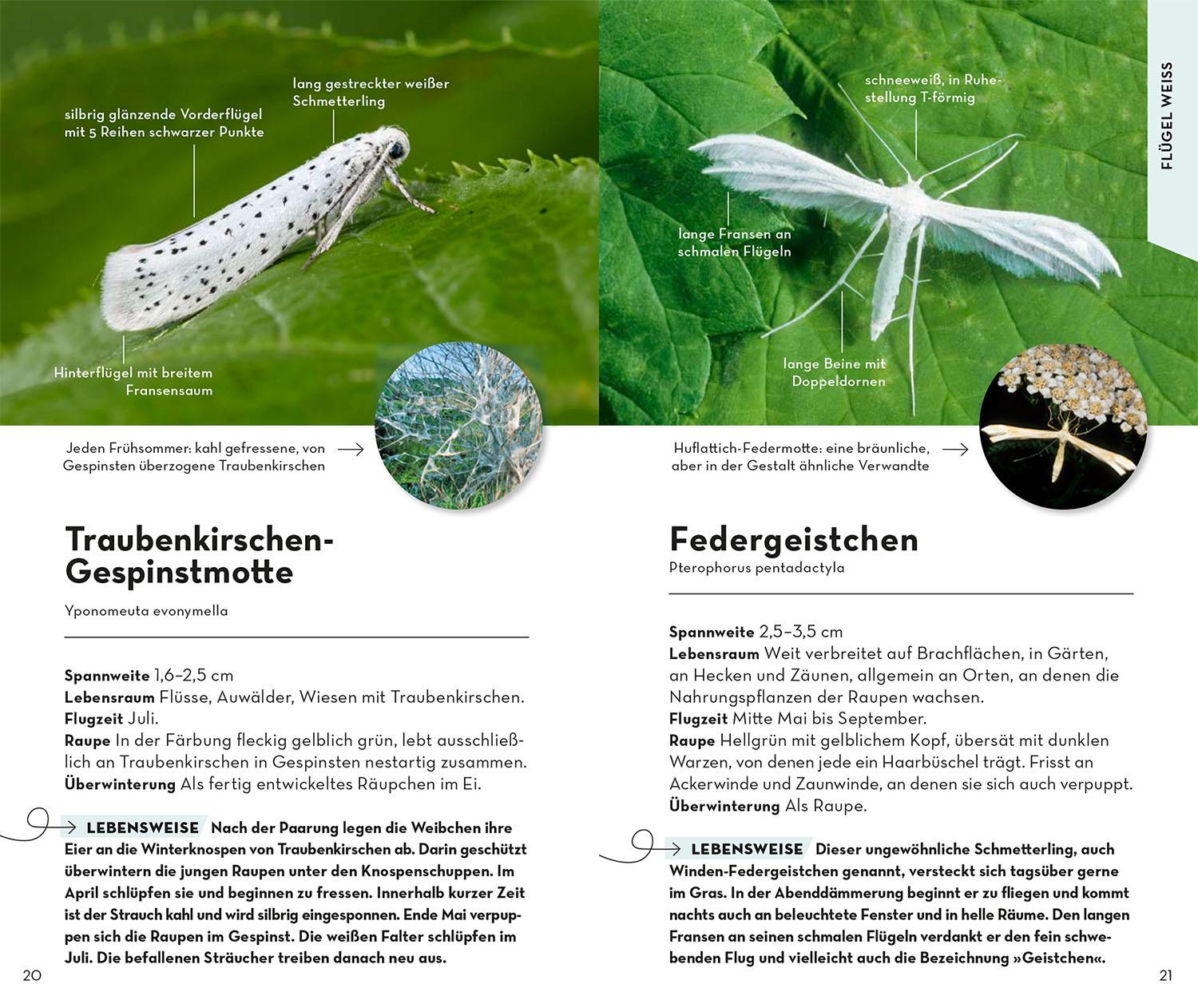 Beispielinhalt (Bild) Basic Schmetterlinge