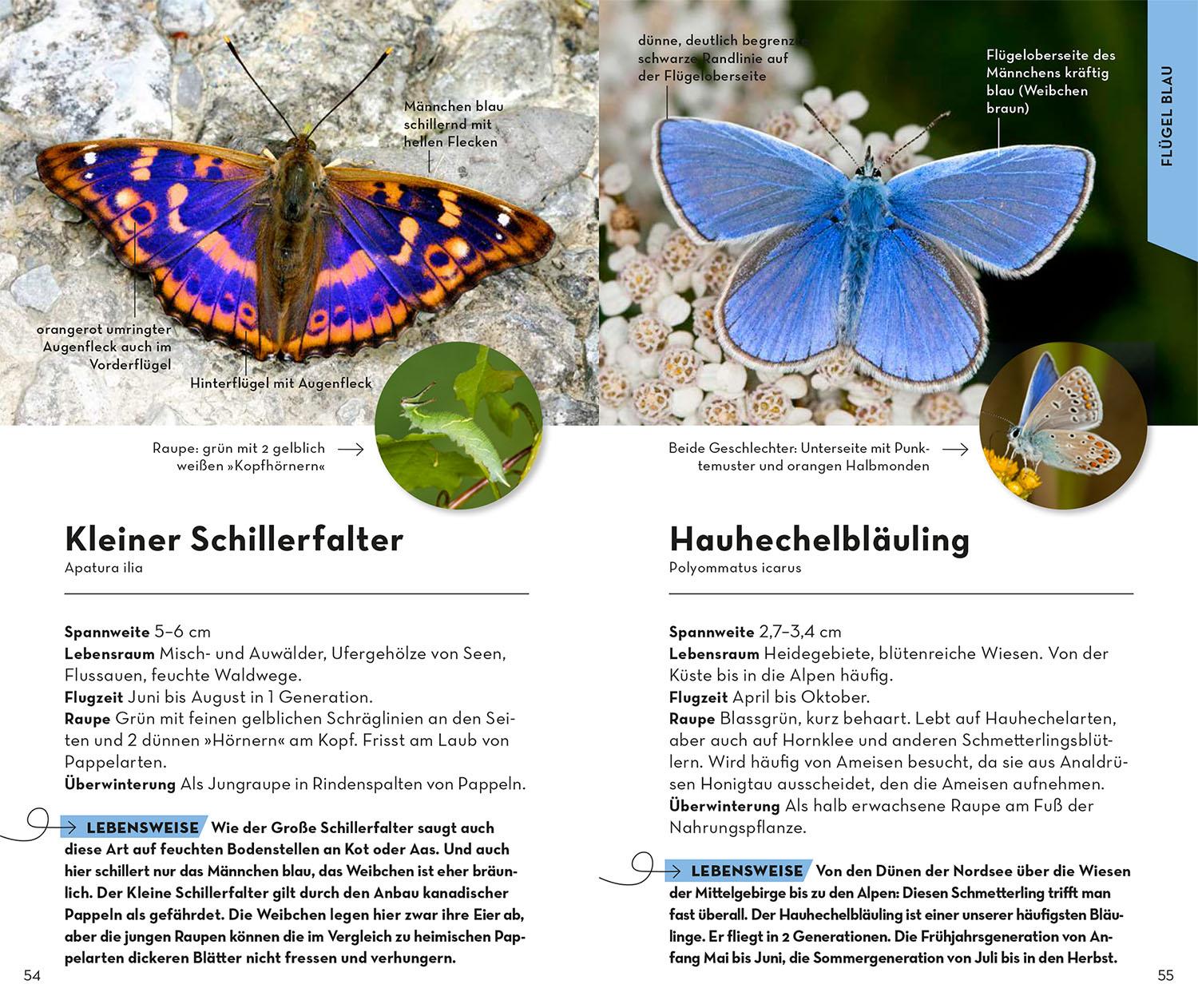 Beispielinhalt (Bild) Basic Schmetterlinge