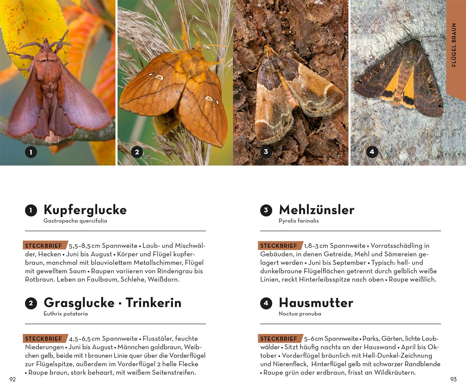 Beispielinhalt (Bild) Basic Schmetterlinge