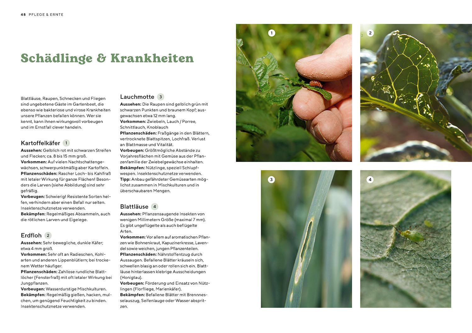 Beispielinhalt (Bild) Biogärtnern