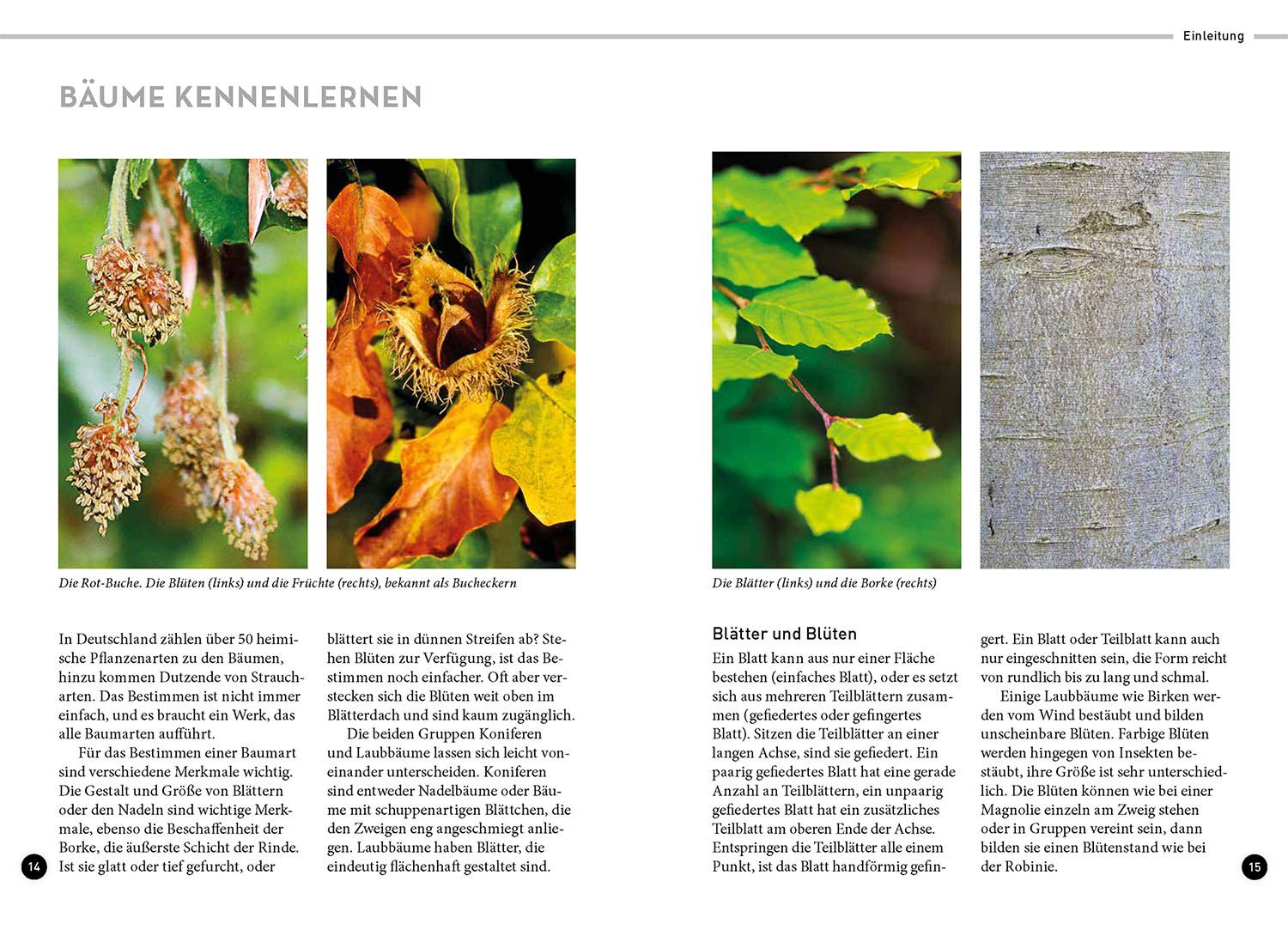 Beispielinhalt (Bild) Lieblingsbäume