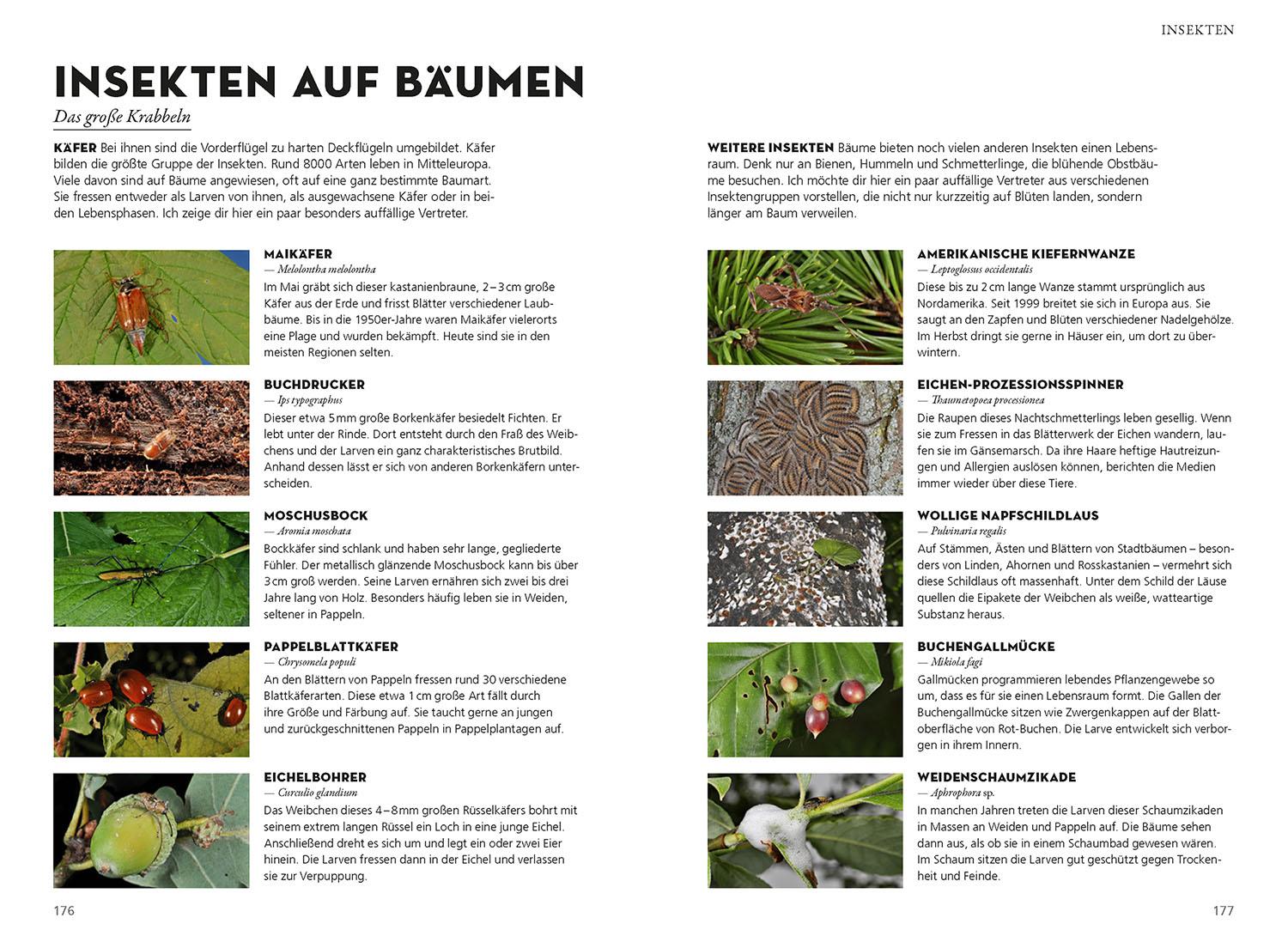 Beispielinhalt (Bild) Die siehst du! Bäume