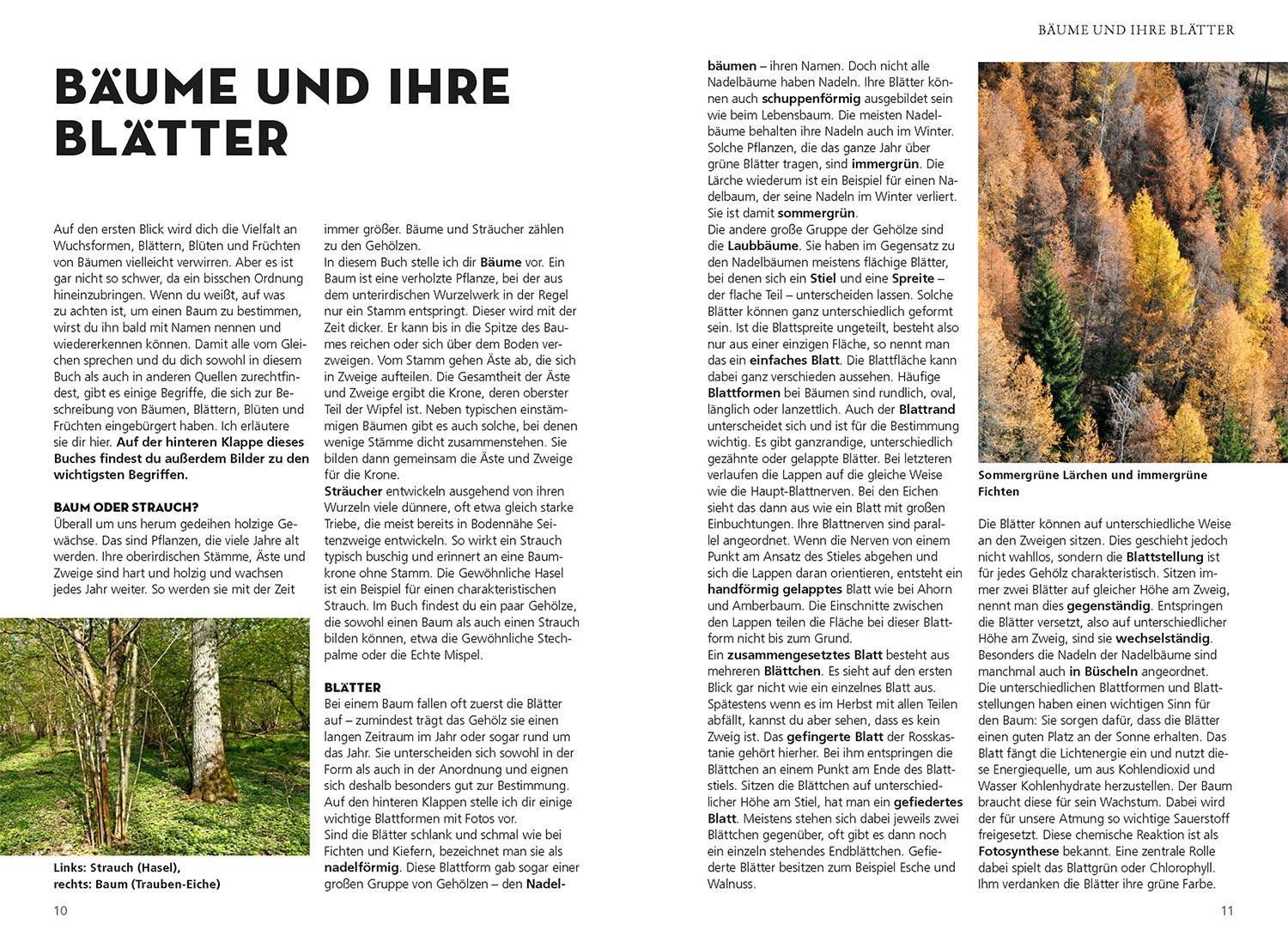 Beispielinhalt (Bild) Die siehst du! Bäume