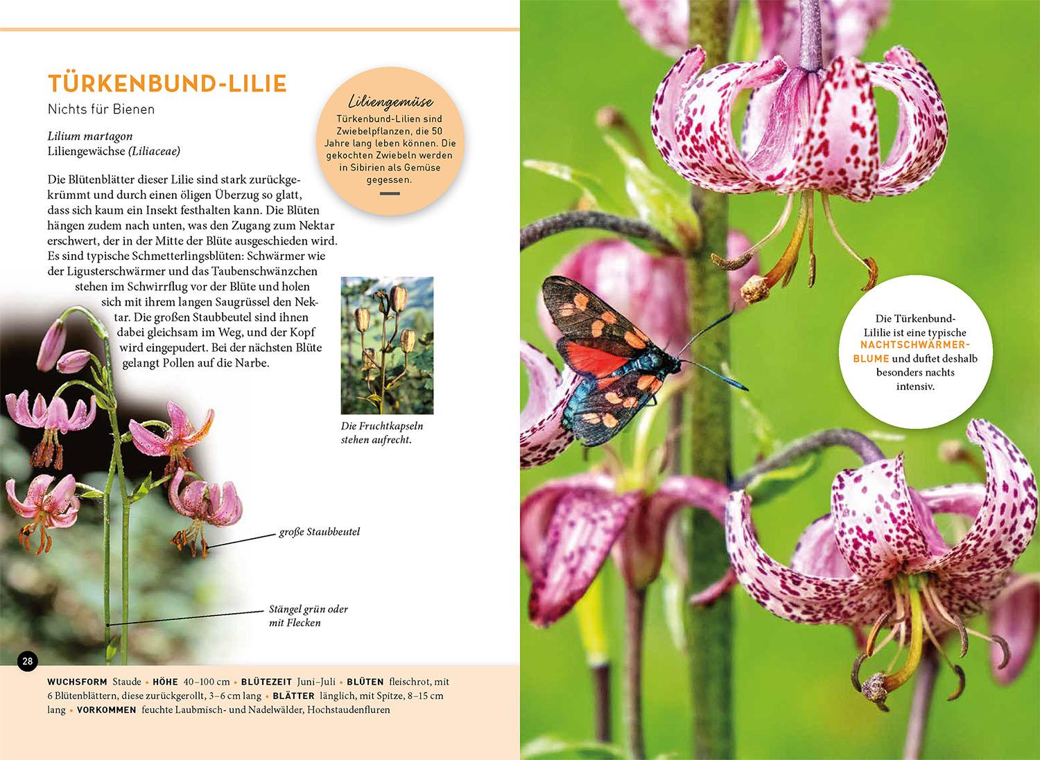 Beispielinhalt (Bild) Lieblingsblumen