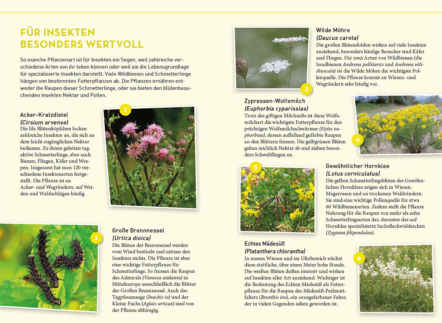 Beispielinhalt (Bild) Lieblingsblumen