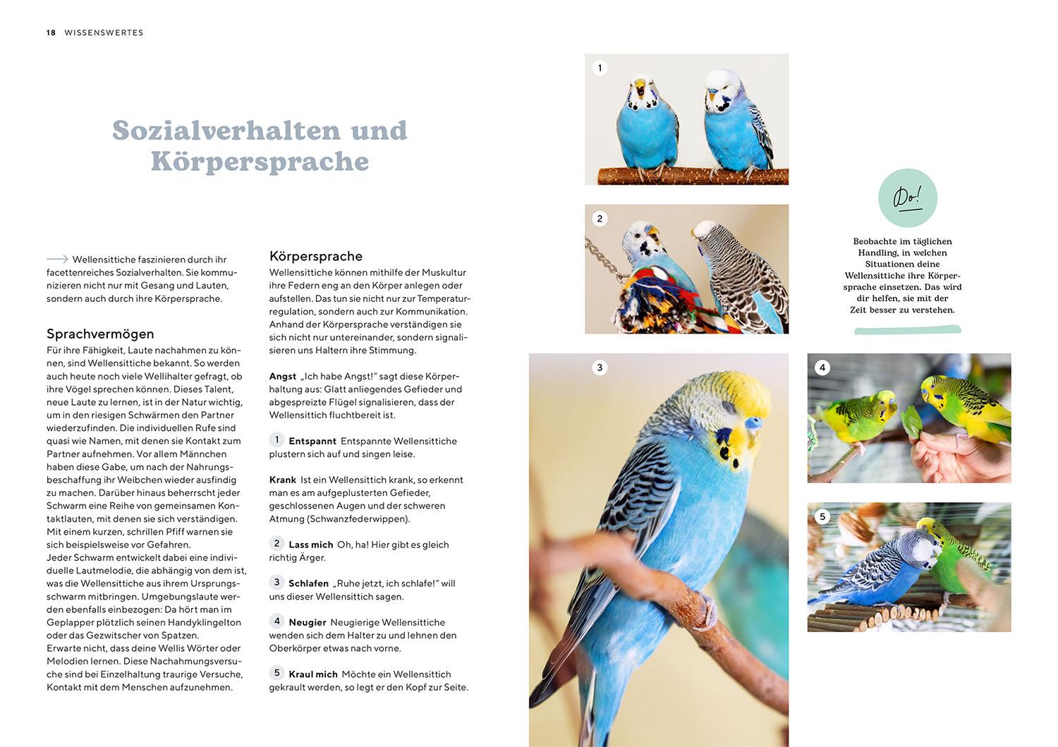 Beispielinhalt (Bild) Wellensittiche