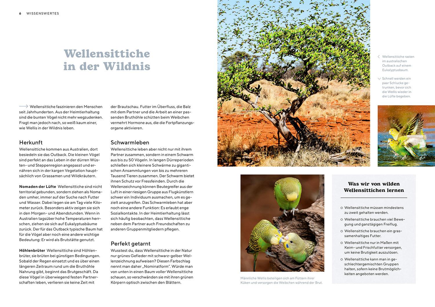 Beispielinhalt (Bild) Wellensittiche