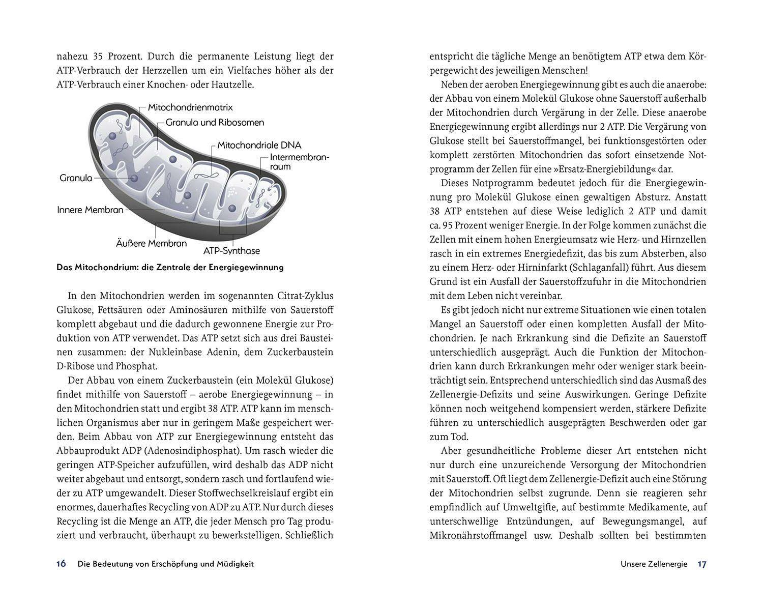 Beispielinhalt (Bild) Raus aus der chronischen Erschöpfung