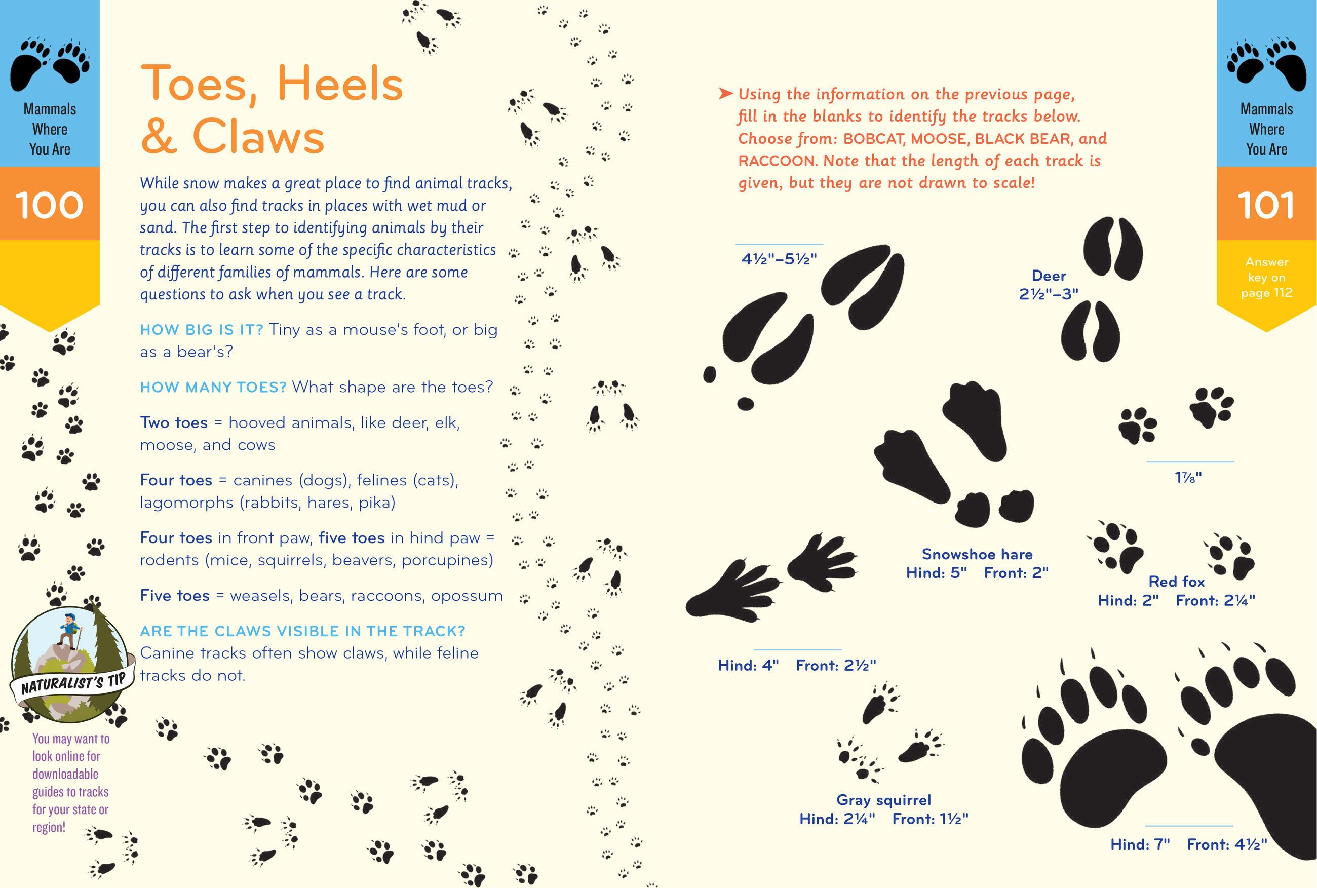 Beispielinhalt (Bild) Nature Smarts Workbook, Ages 10-12