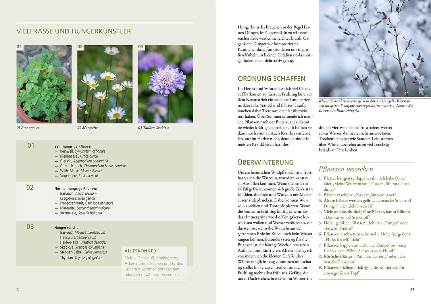 Beispielinhalt (Bild) Wildkräuter in Töpfen & Kübeln