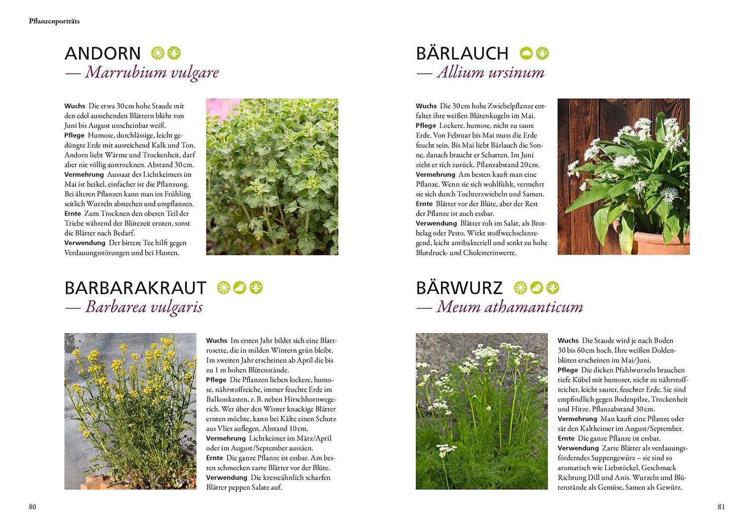 Beispielinhalt (Bild) Wildkräuter in Töpfen & Kübeln