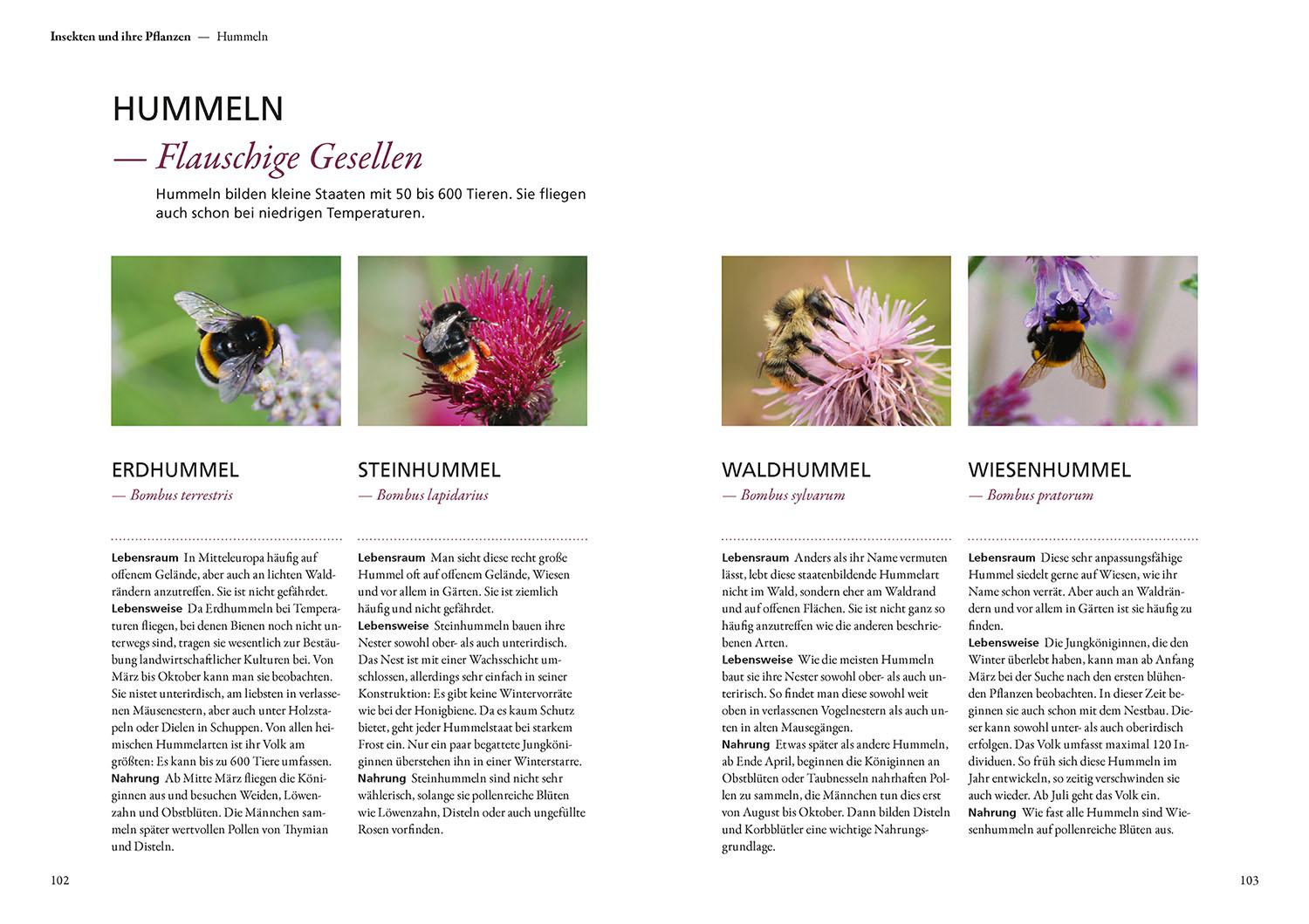 Beispielinhalt (Bild) Mein Garten summt!