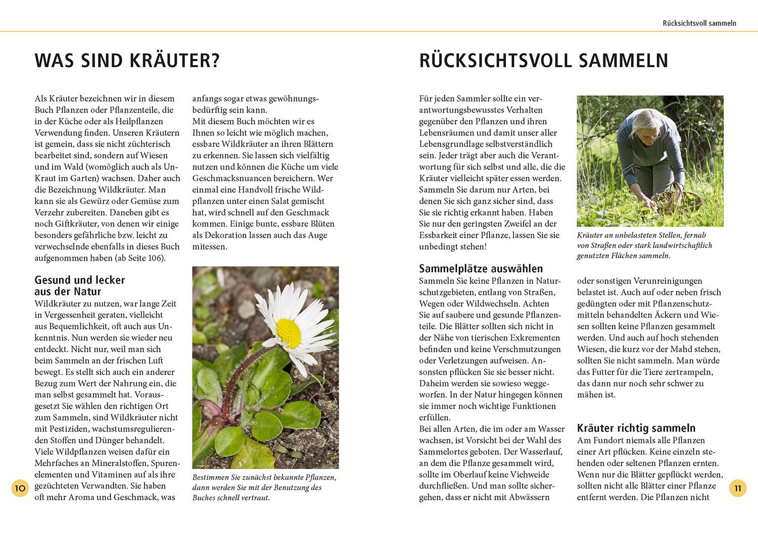 Beispielinhalt (Bild) Wildkräuter am Blatt erkennen