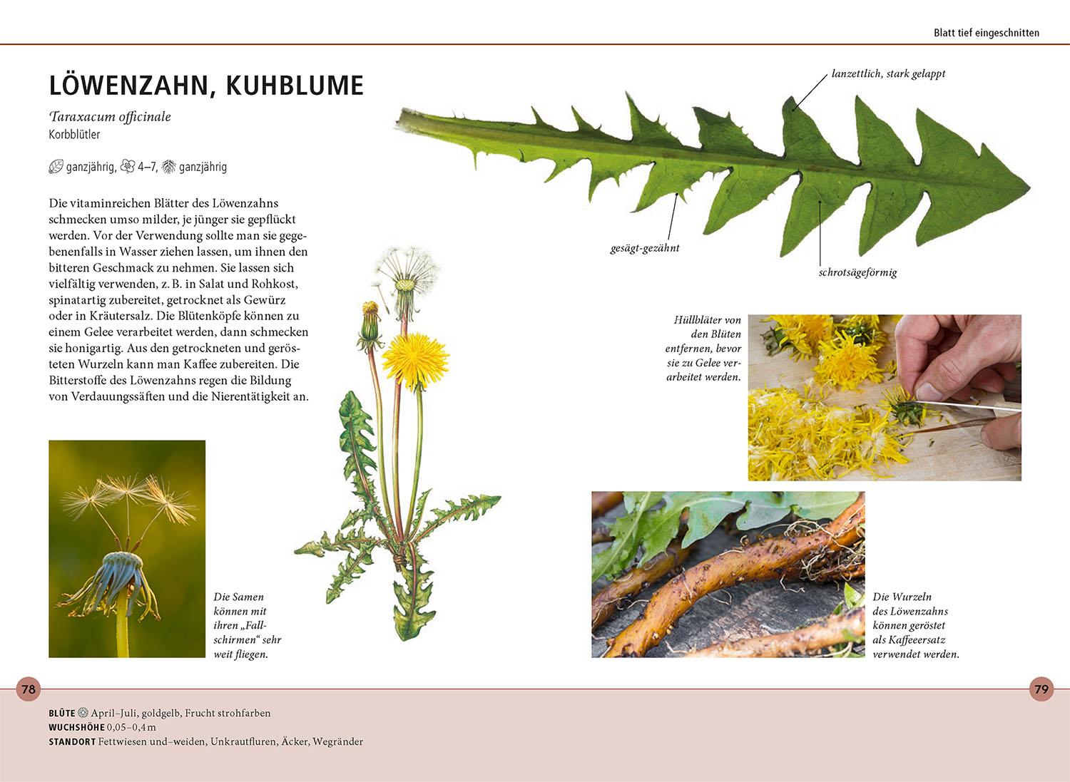 Beispielinhalt (Bild) Wildkräuter am Blatt erkennen