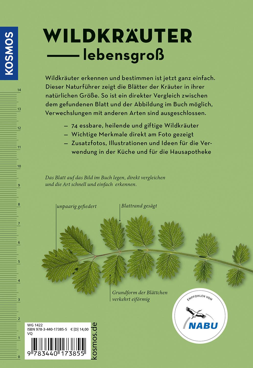 Rückseitencover Wildkräuter am Blatt erkennen