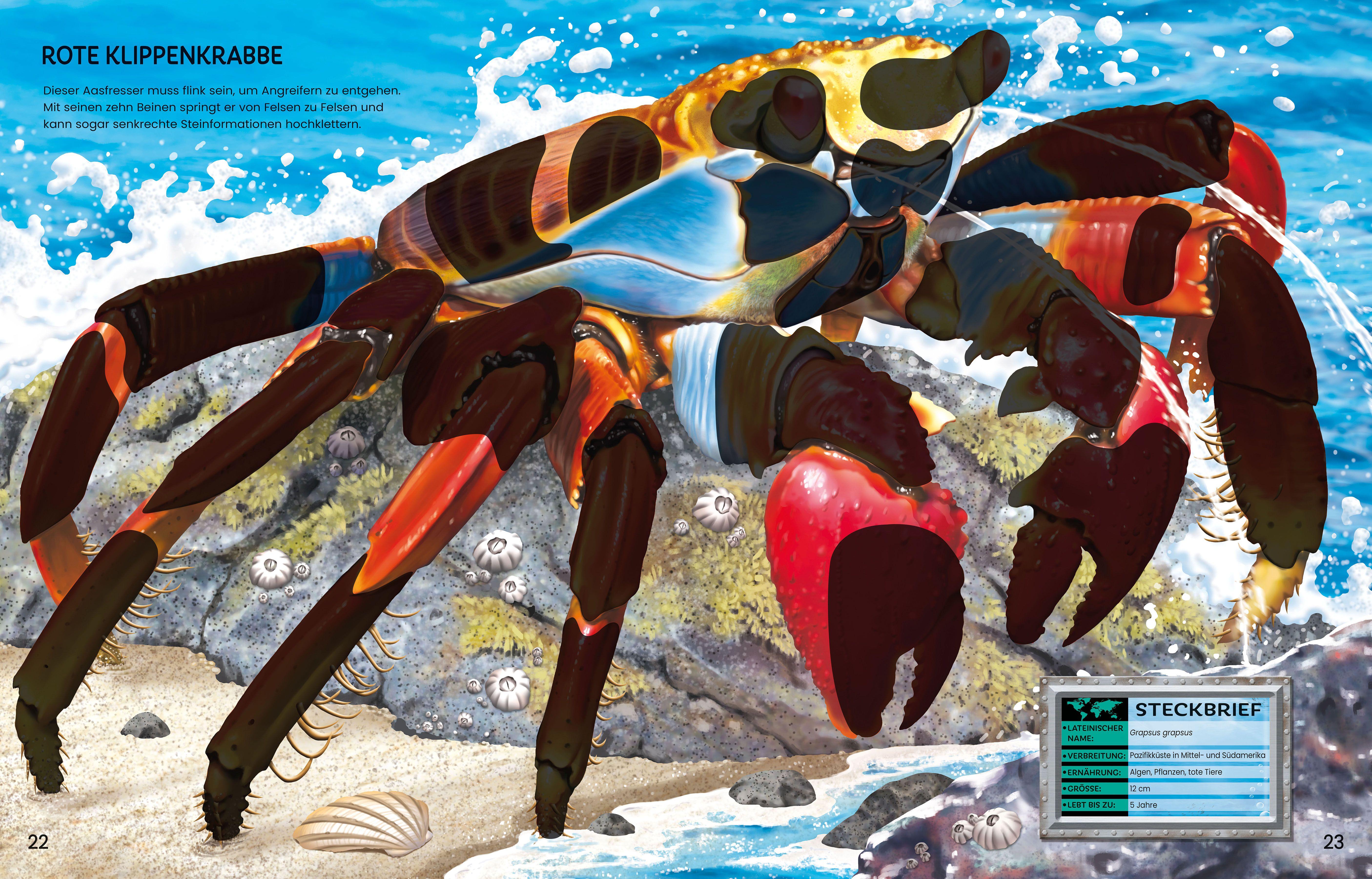 Beispielinhalt (Bild) Der große Stickerspaß: Meerestiere