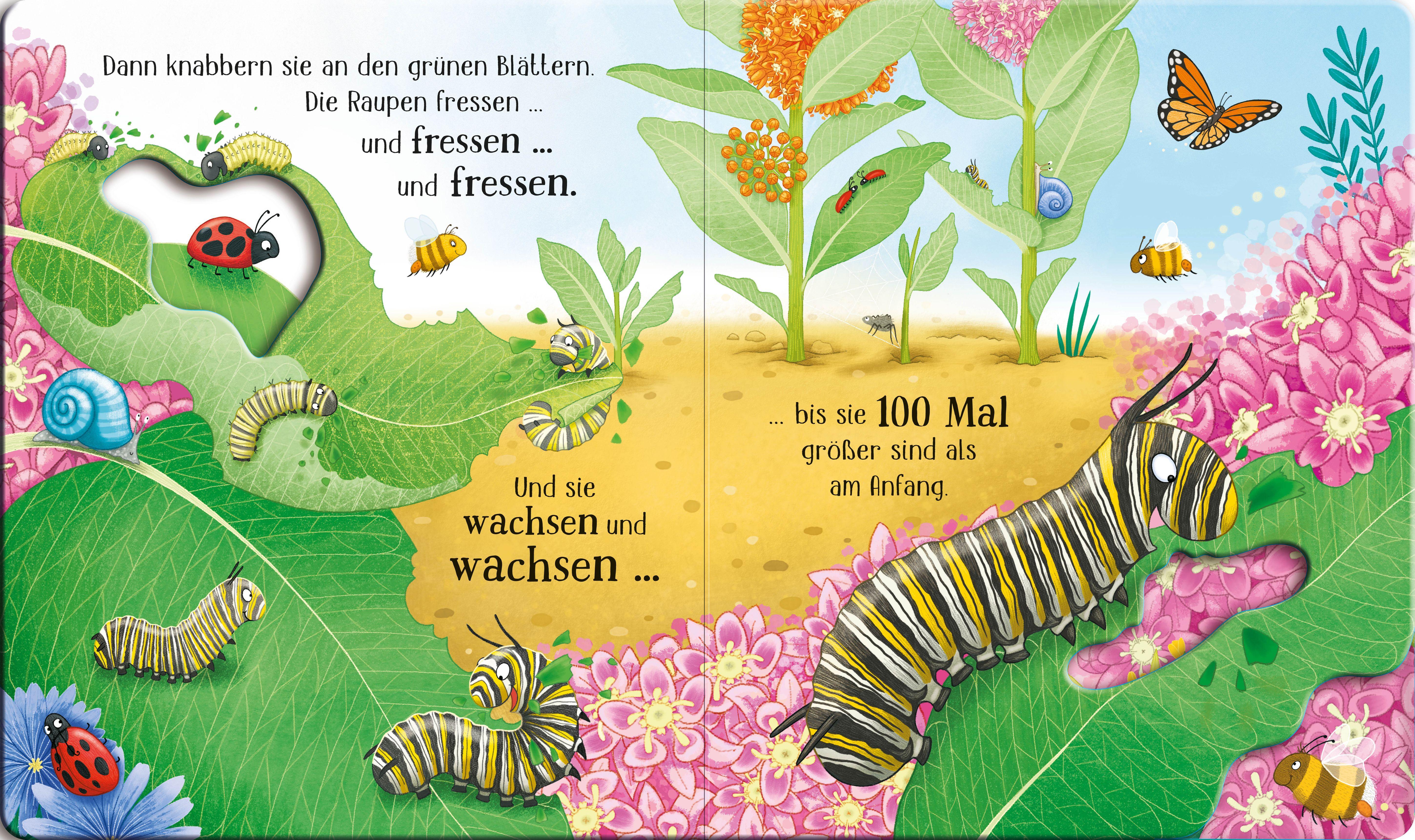 Beispielinhalt (Bild) Schau mal, wie ich wachse! Von der Raupe zum Schmetterling