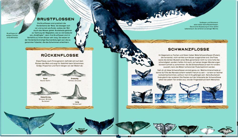 Beispielinhalt (Bild) Die geheime Welt der Wale