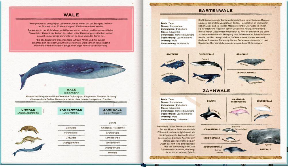 Beispielinhalt (Bild) Die geheime Welt der Wale