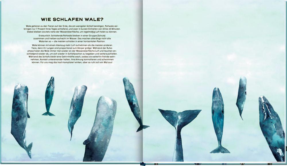 Beispielinhalt (Bild) Die geheime Welt der Wale