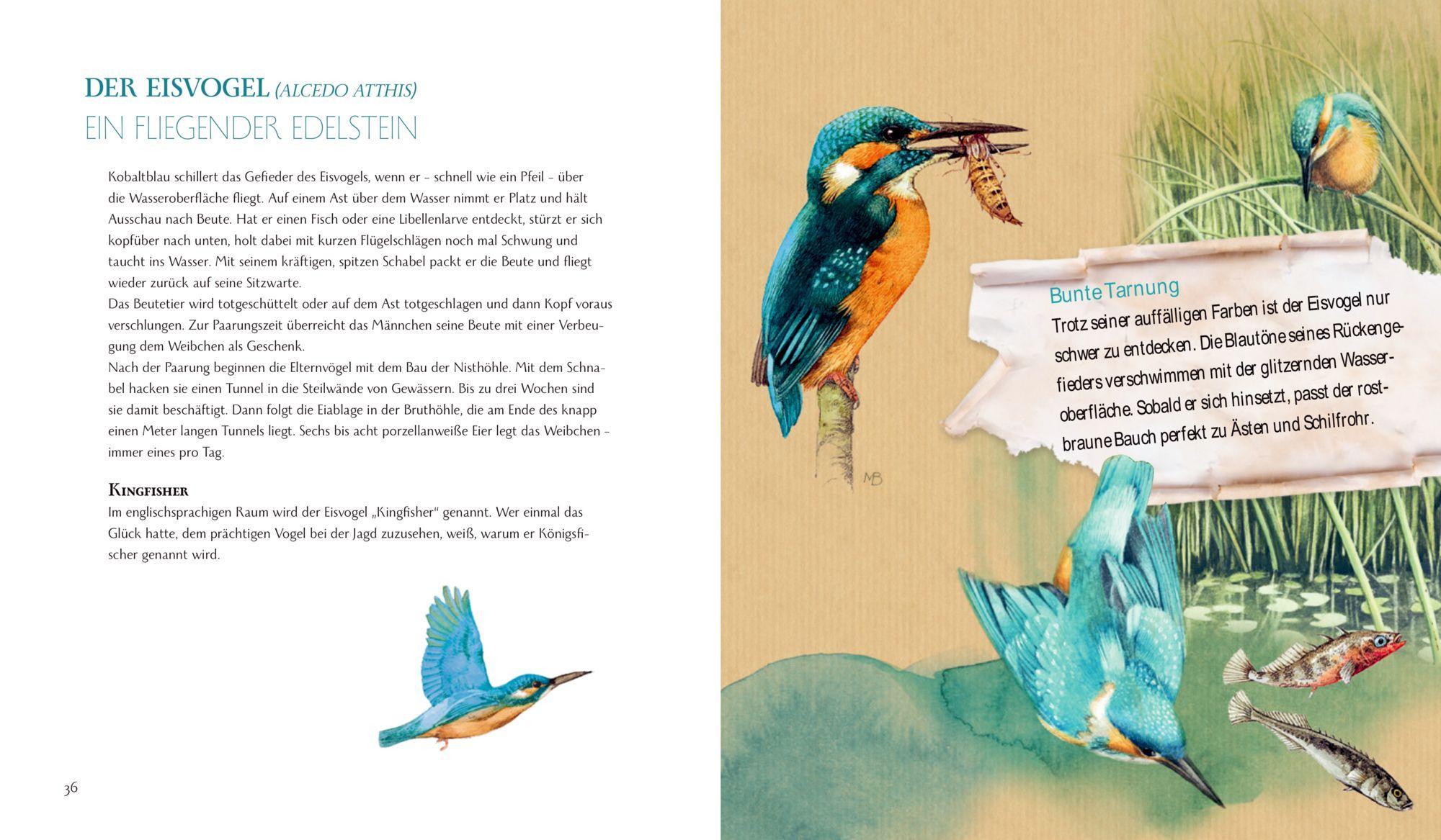 Beispielinhalt (Bild) Schmetterling, Hummel und Maikäfer