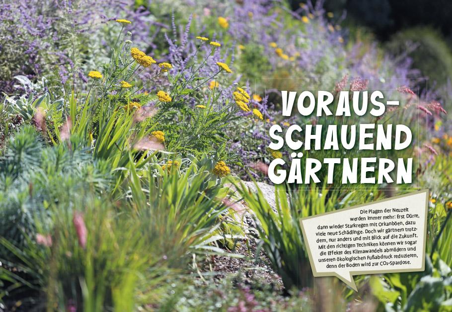 Beispielinhalt (Bild) Superpflanzen
