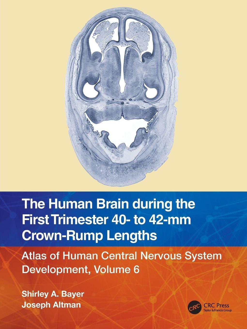 Vorderes Coverbild The Human Brain during the First Trimester 40- to 42-mm Crown-Rump Lengths