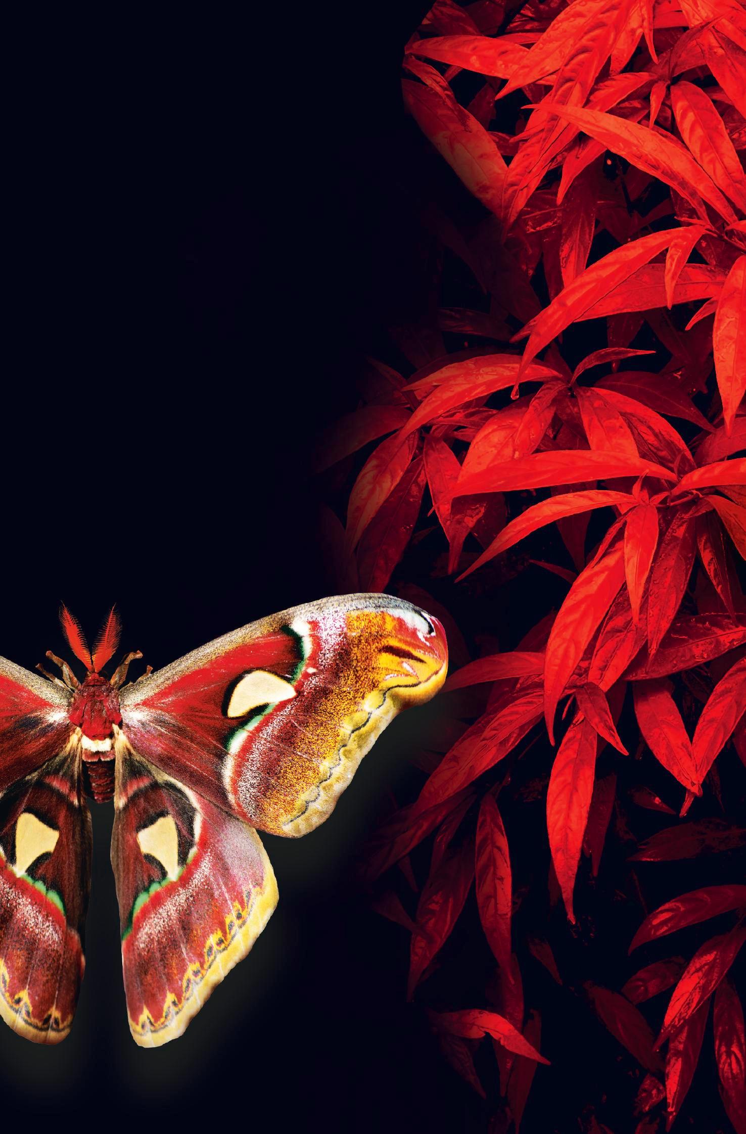 Beispielinhalt (Bild) VANITAS - Rot wie Feuer