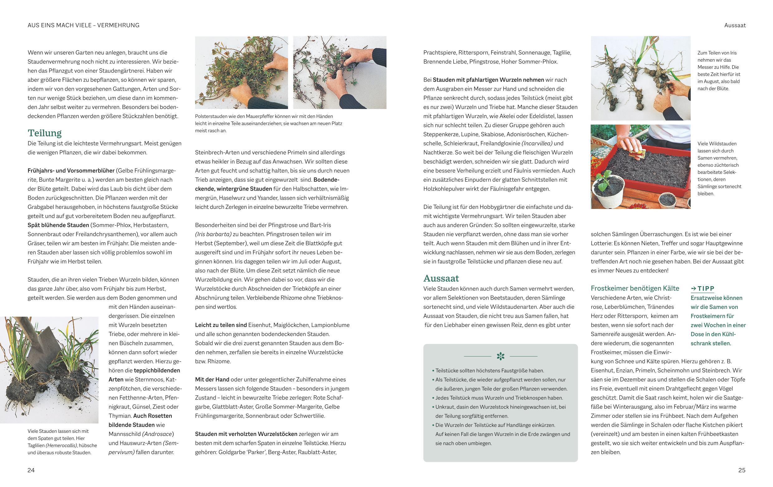 Beispielinhalt (Bild) Das BLV Handbuch Stauden