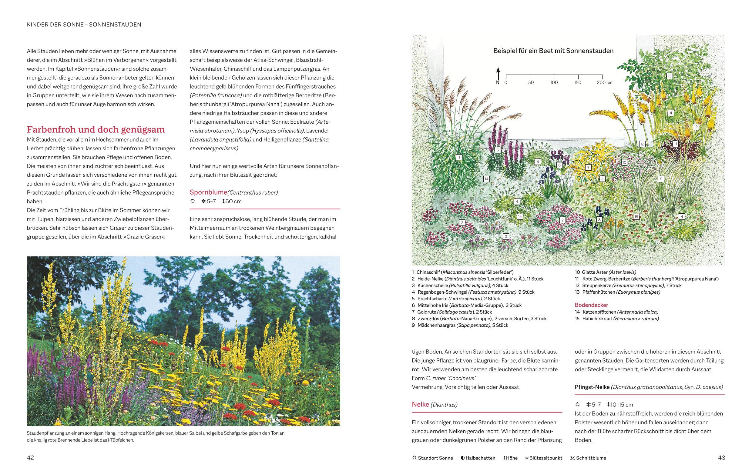 Beispielinhalt (Bild) Das BLV Handbuch Stauden
