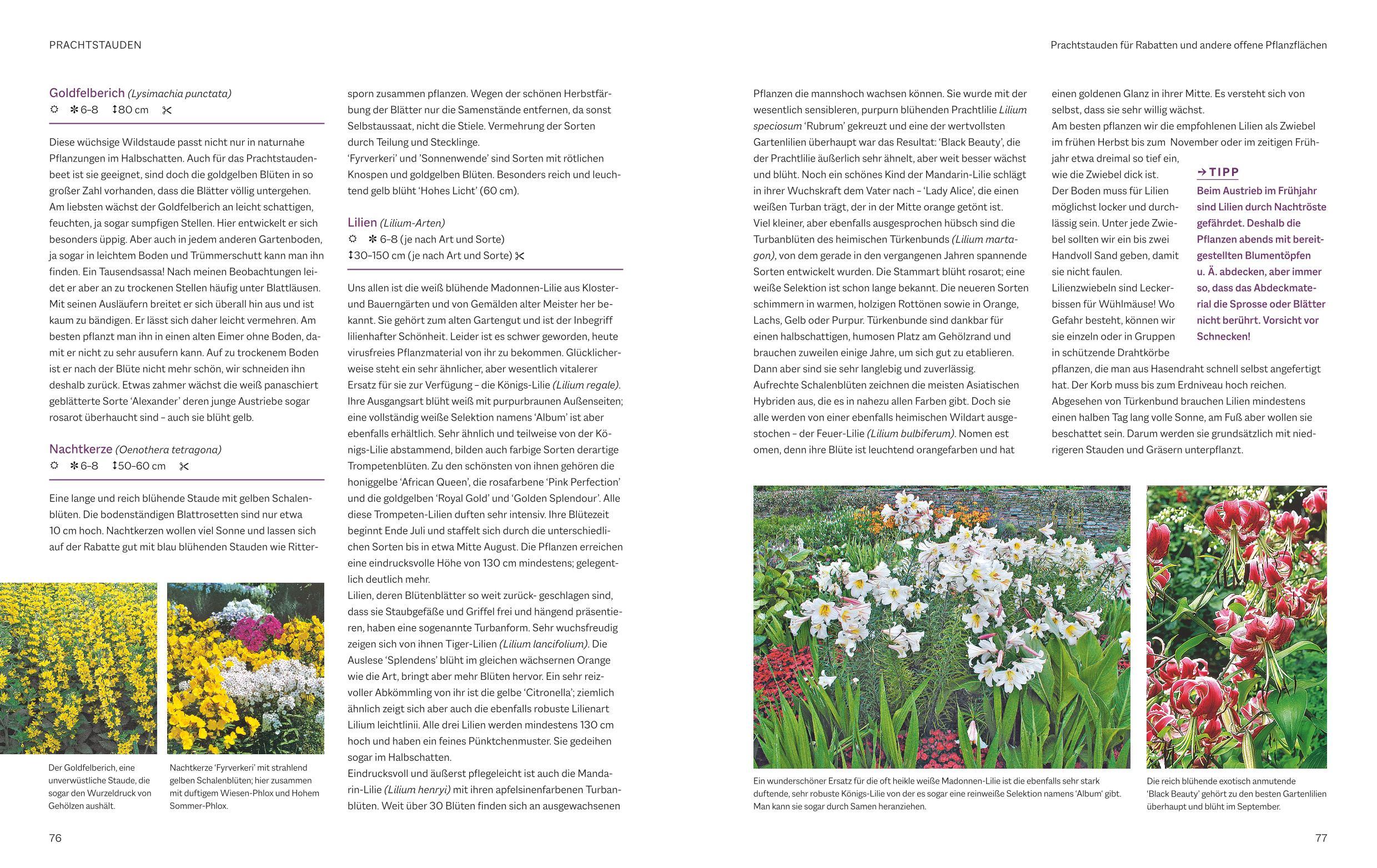 Beispielinhalt (Bild) Das BLV Handbuch Stauden