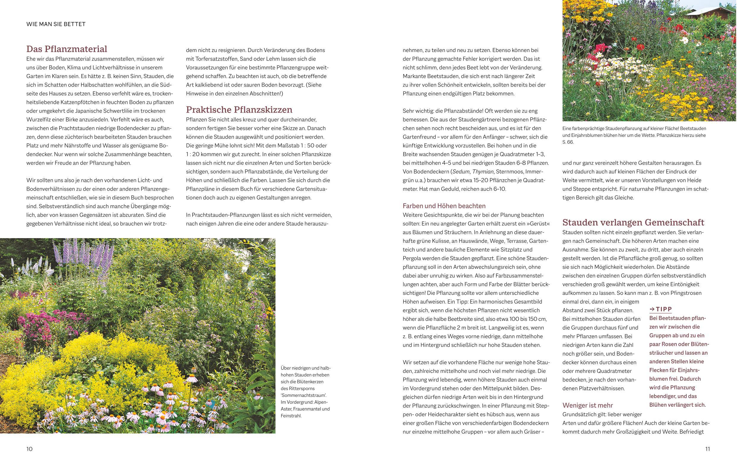 Beispielinhalt (Bild) Das BLV Handbuch Stauden