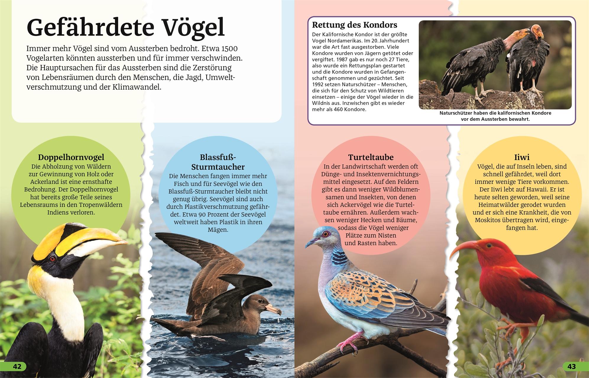 Beispielinhalt (Bild) Superchecker! Vögel