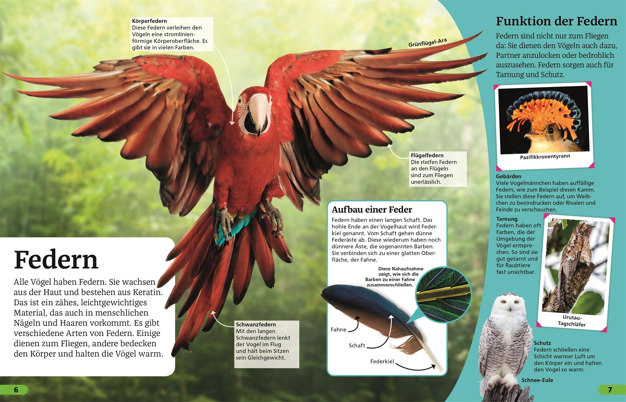Beispielinhalt (Bild) Superchecker! Vögel