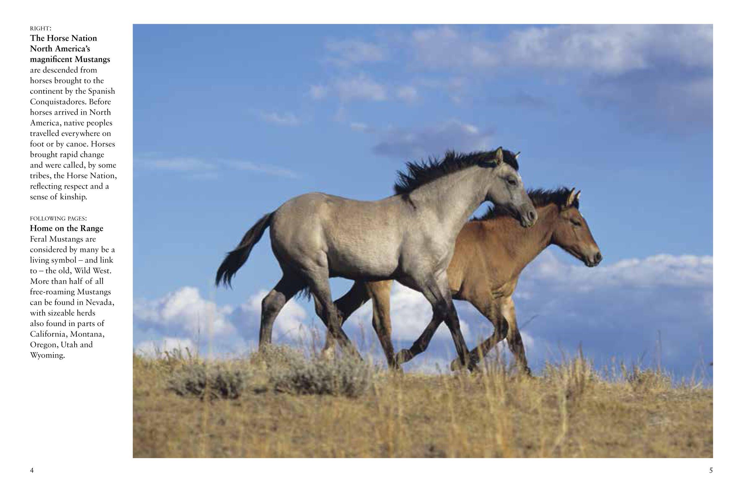 Beispielinhalt (Bild) Horses