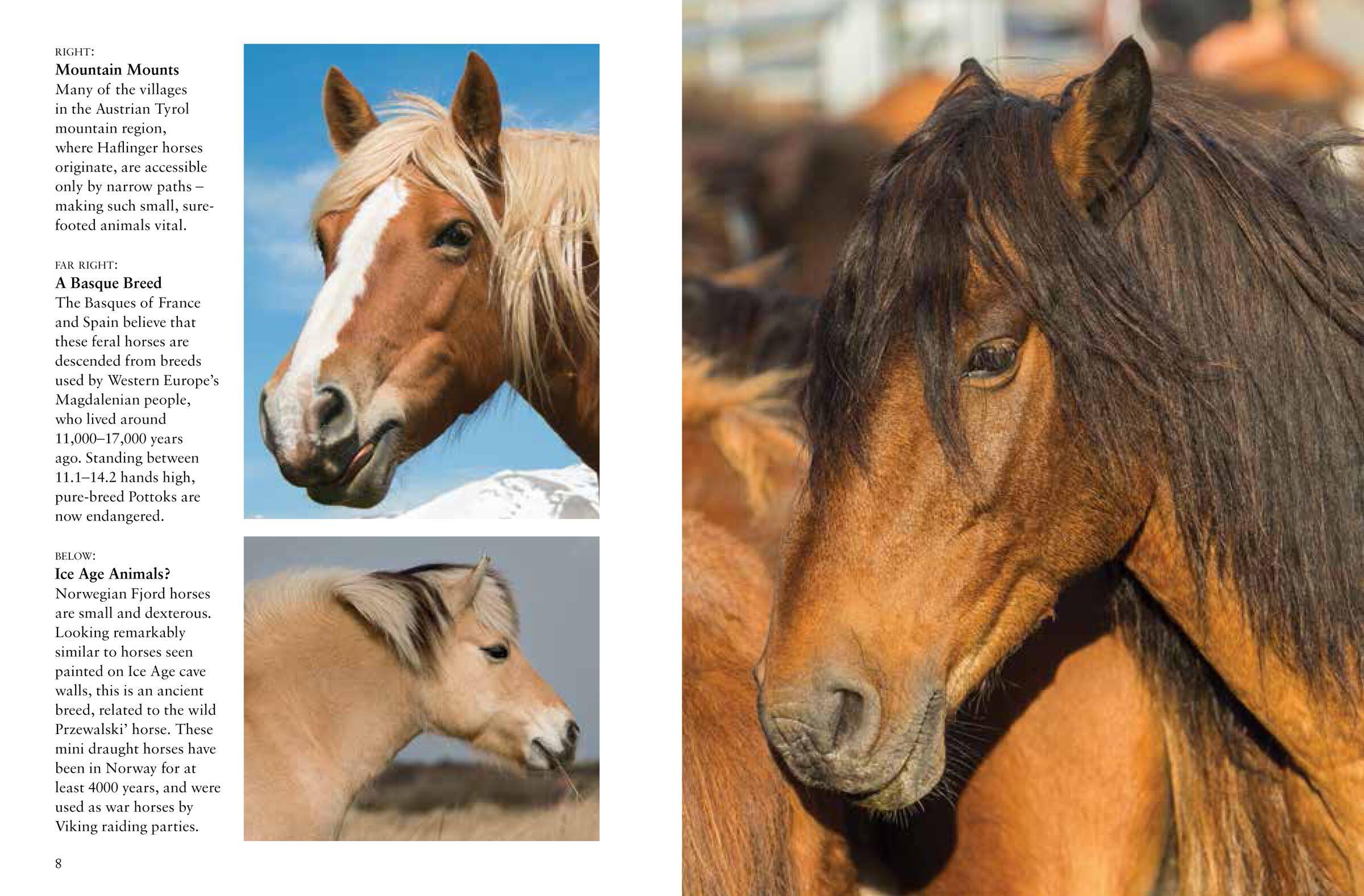 Beispielinhalt (Bild) Horses