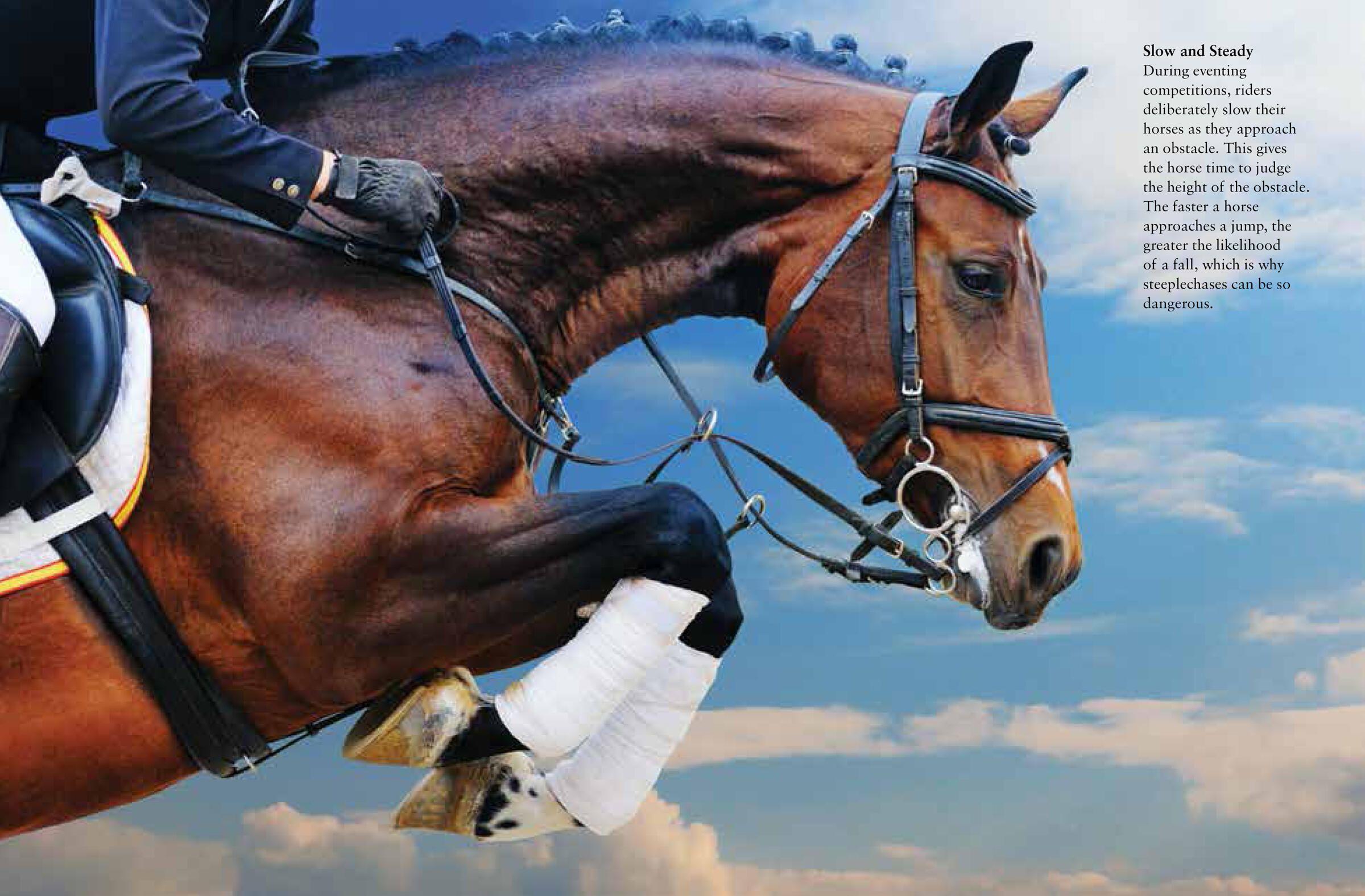 Beispielinhalt (Bild) Horses