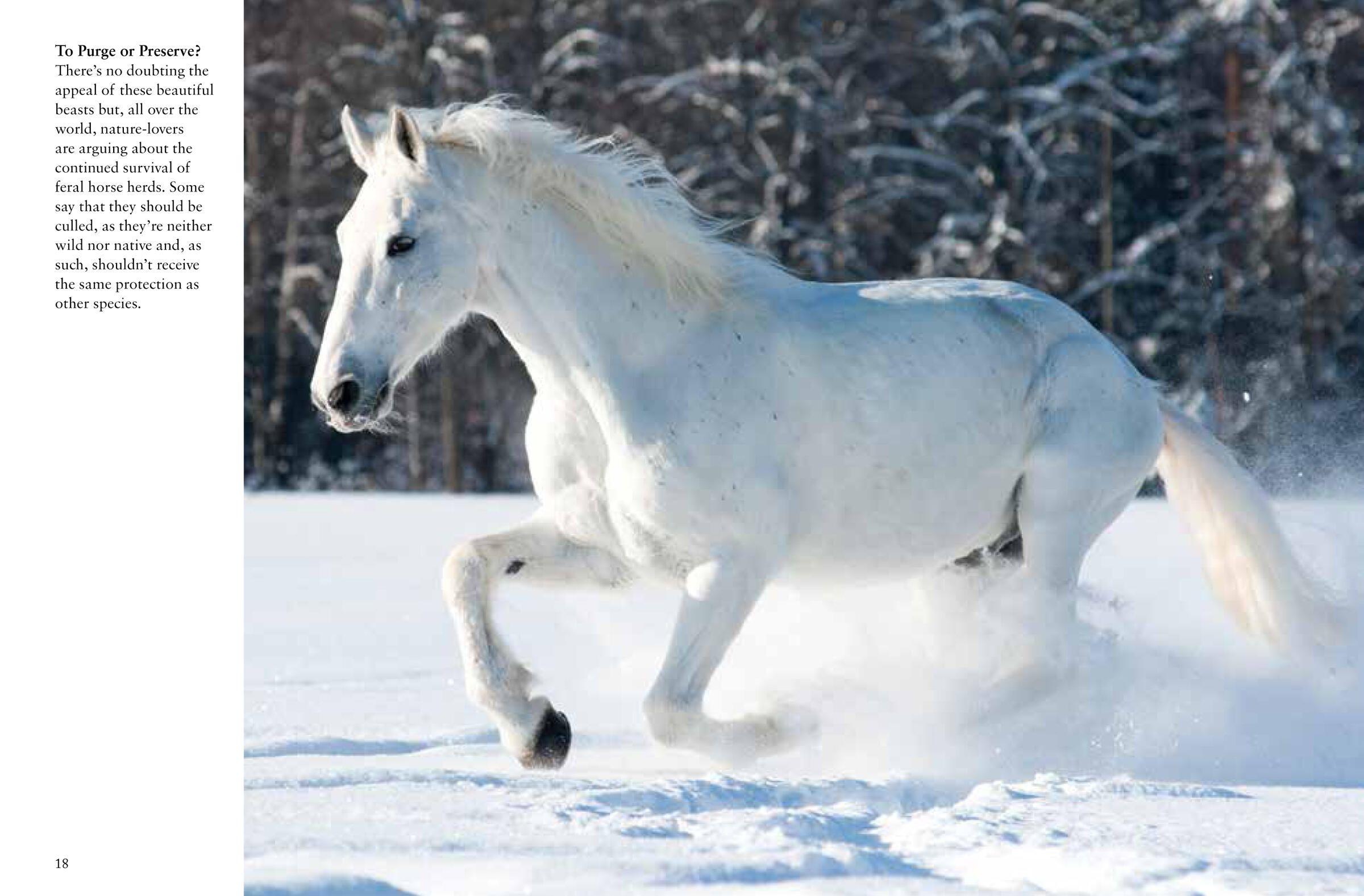 Beispielinhalt (Bild) Horses