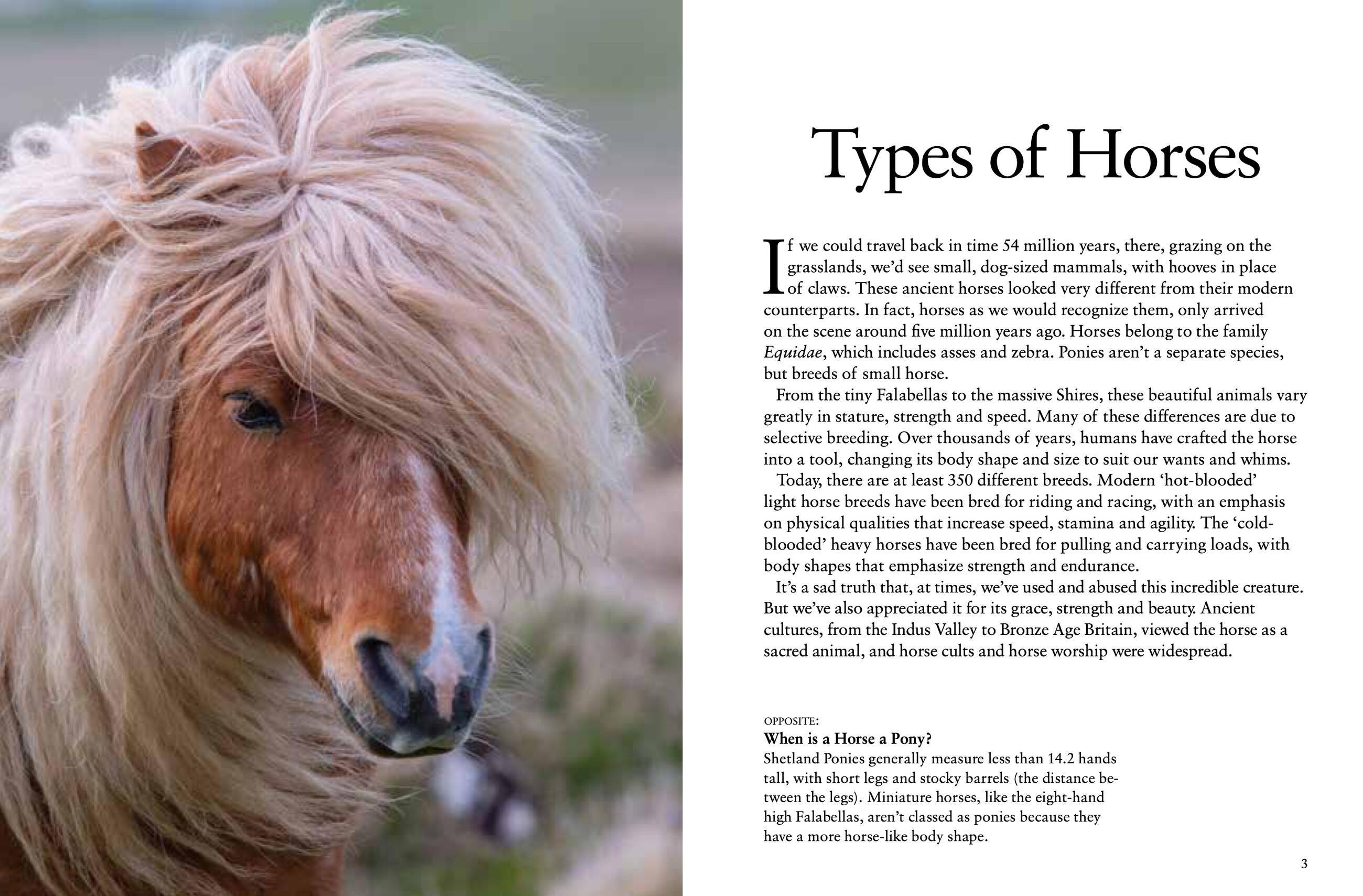 Beispielinhalt (Bild) Horses