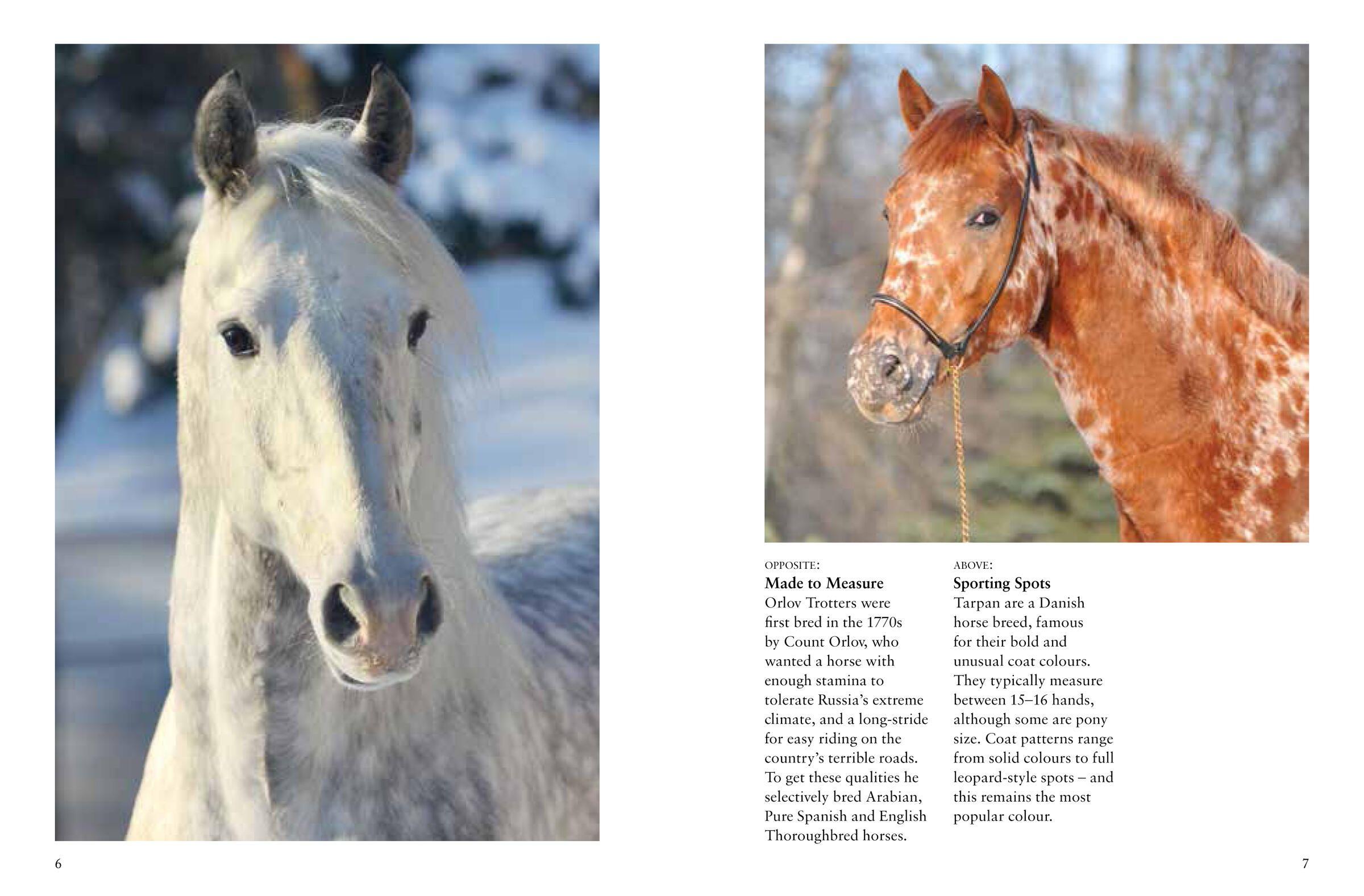 Beispielinhalt (Bild) Horses
