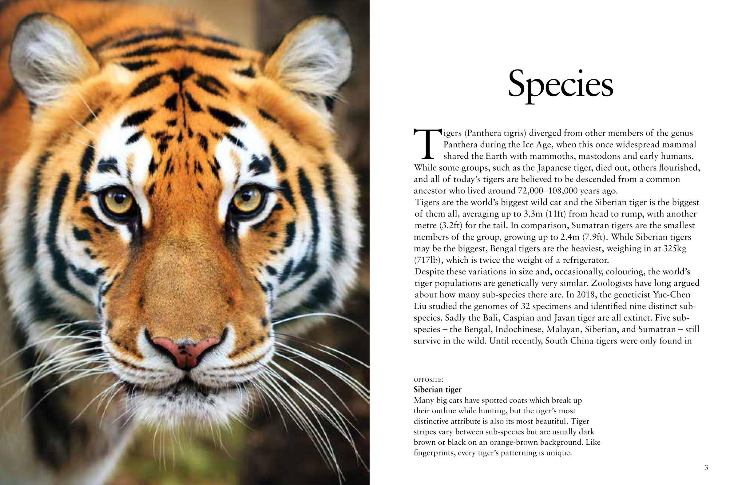 Beispielinhalt (Bild) Tigers