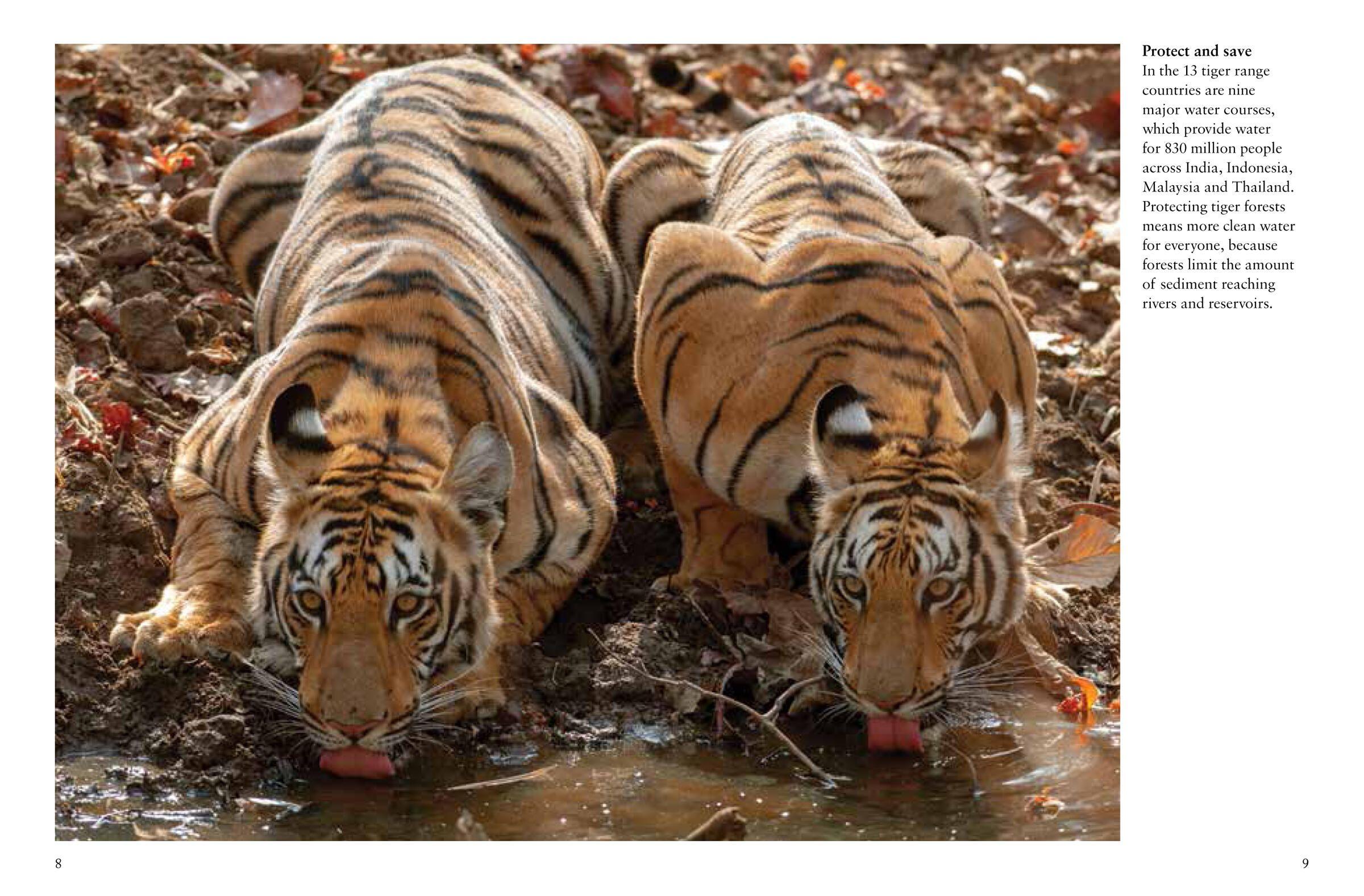 Beispielinhalt (Bild) Tigers