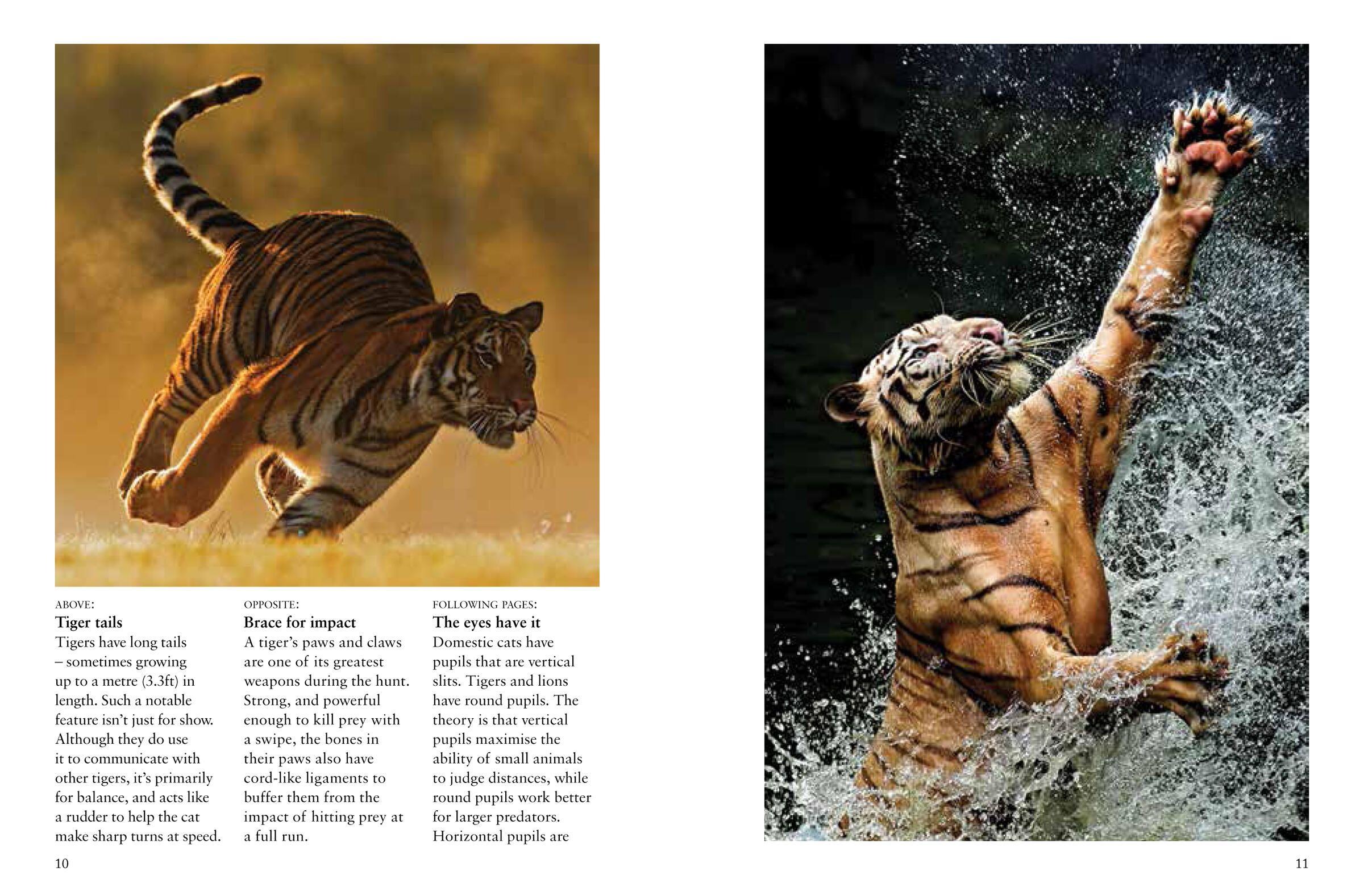 Beispielinhalt (Bild) Tigers