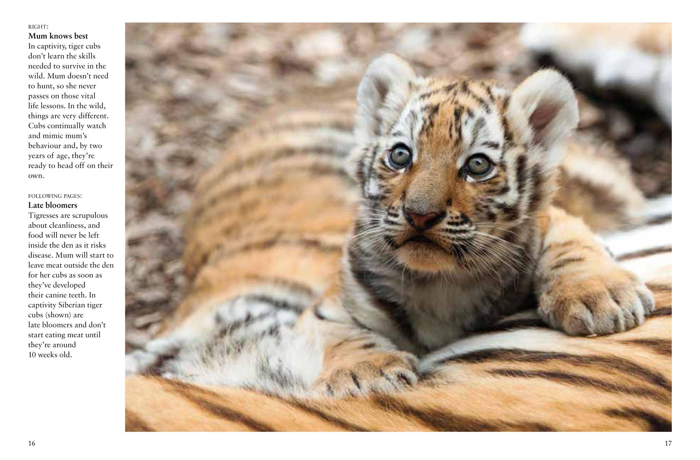 Beispielinhalt (Bild) Tigers