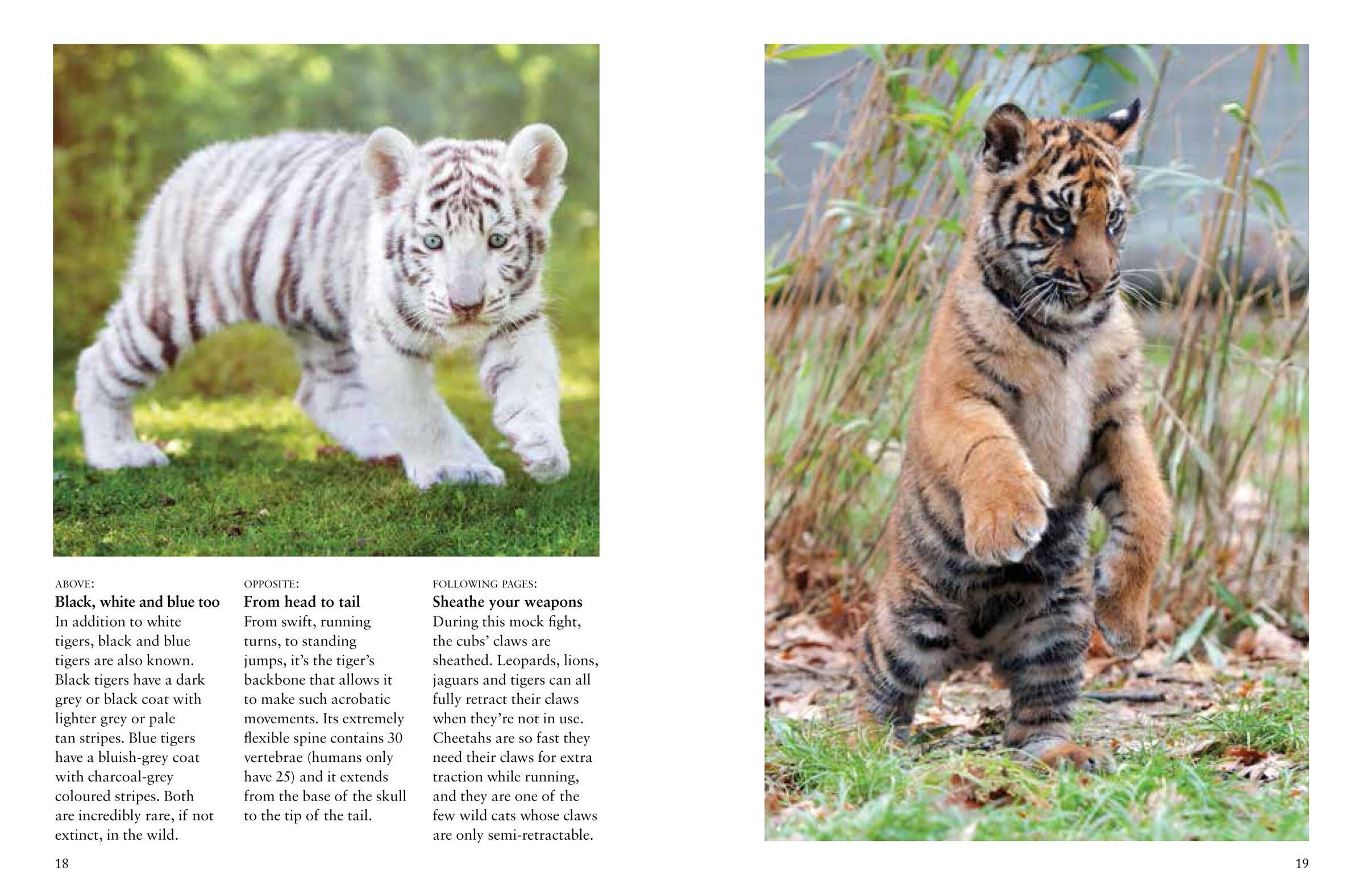 Beispielinhalt (Bild) Tigers