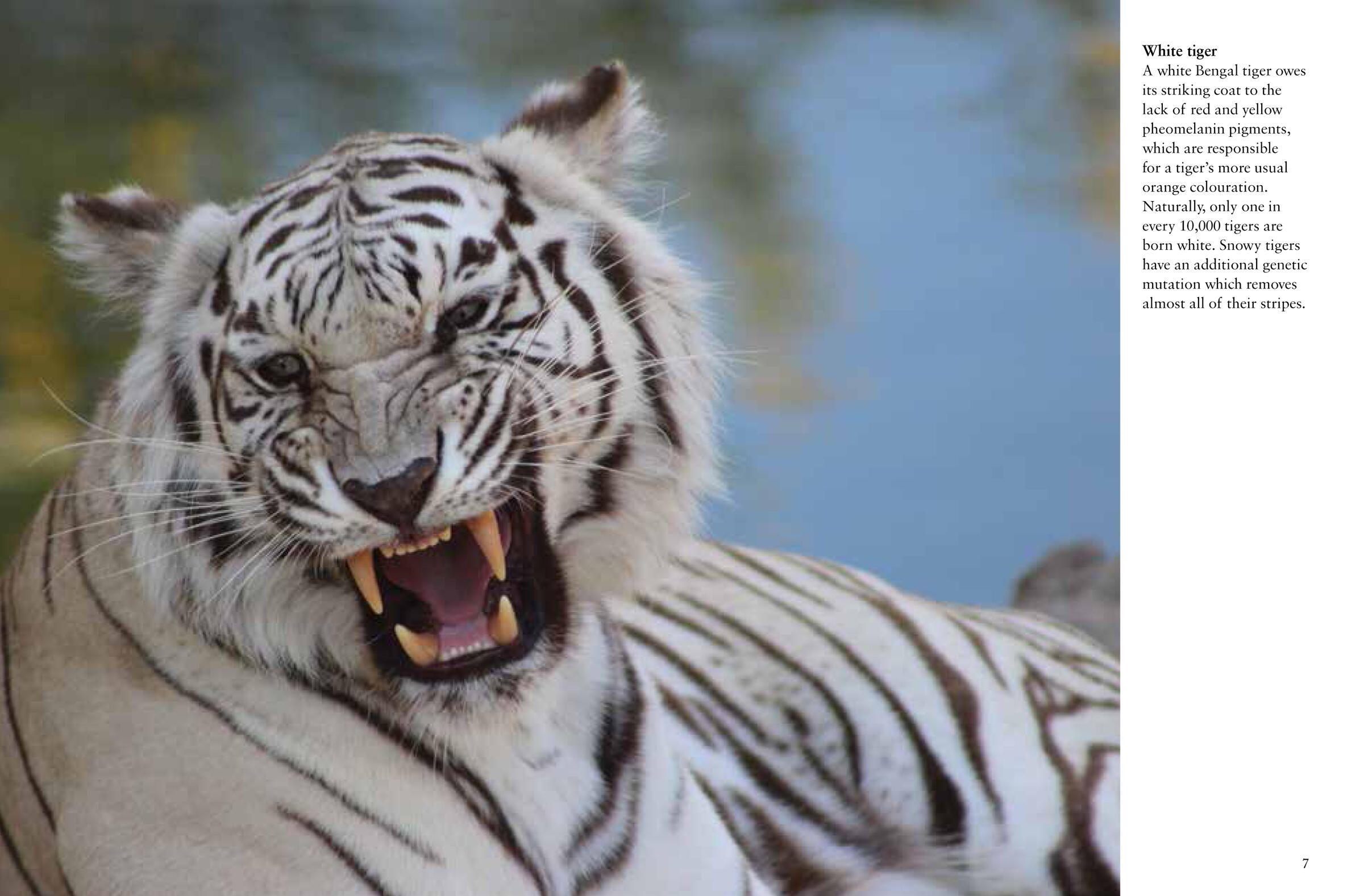 Beispielinhalt (Bild) Tigers